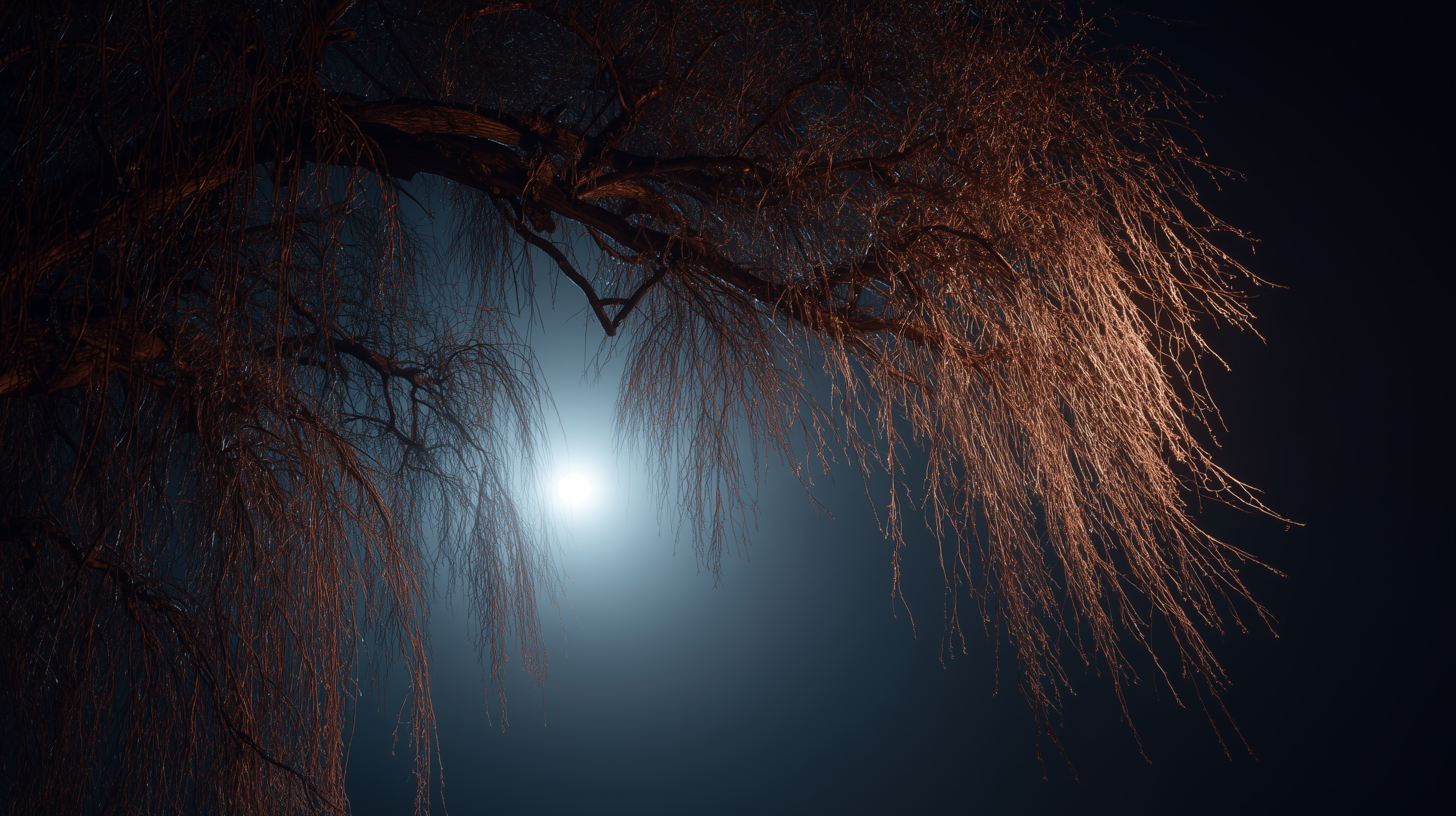 fond d'écran Saule haute définition téléchargement gratuit