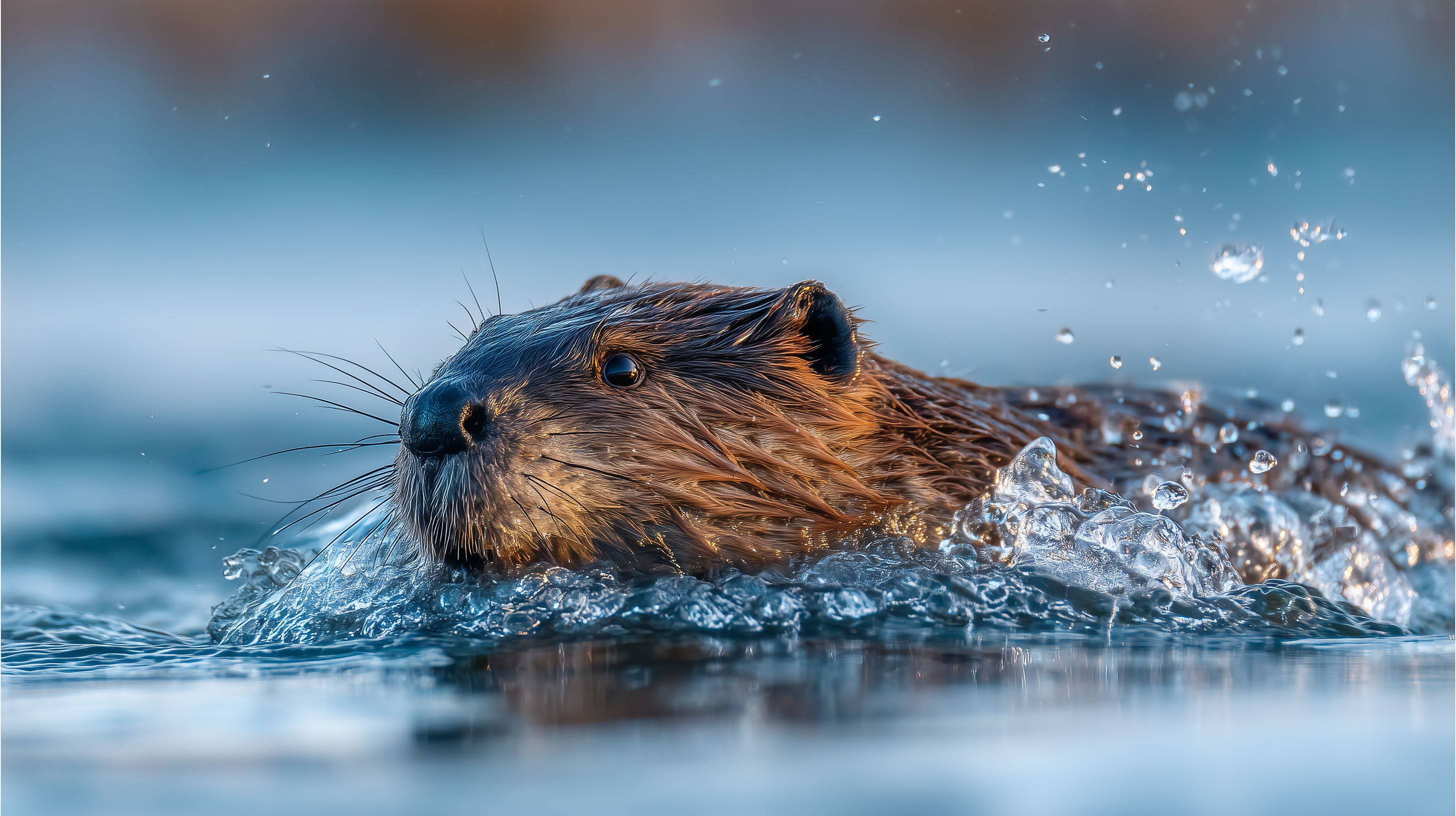 fond d'écran Castor Apple téléchargement gratuit