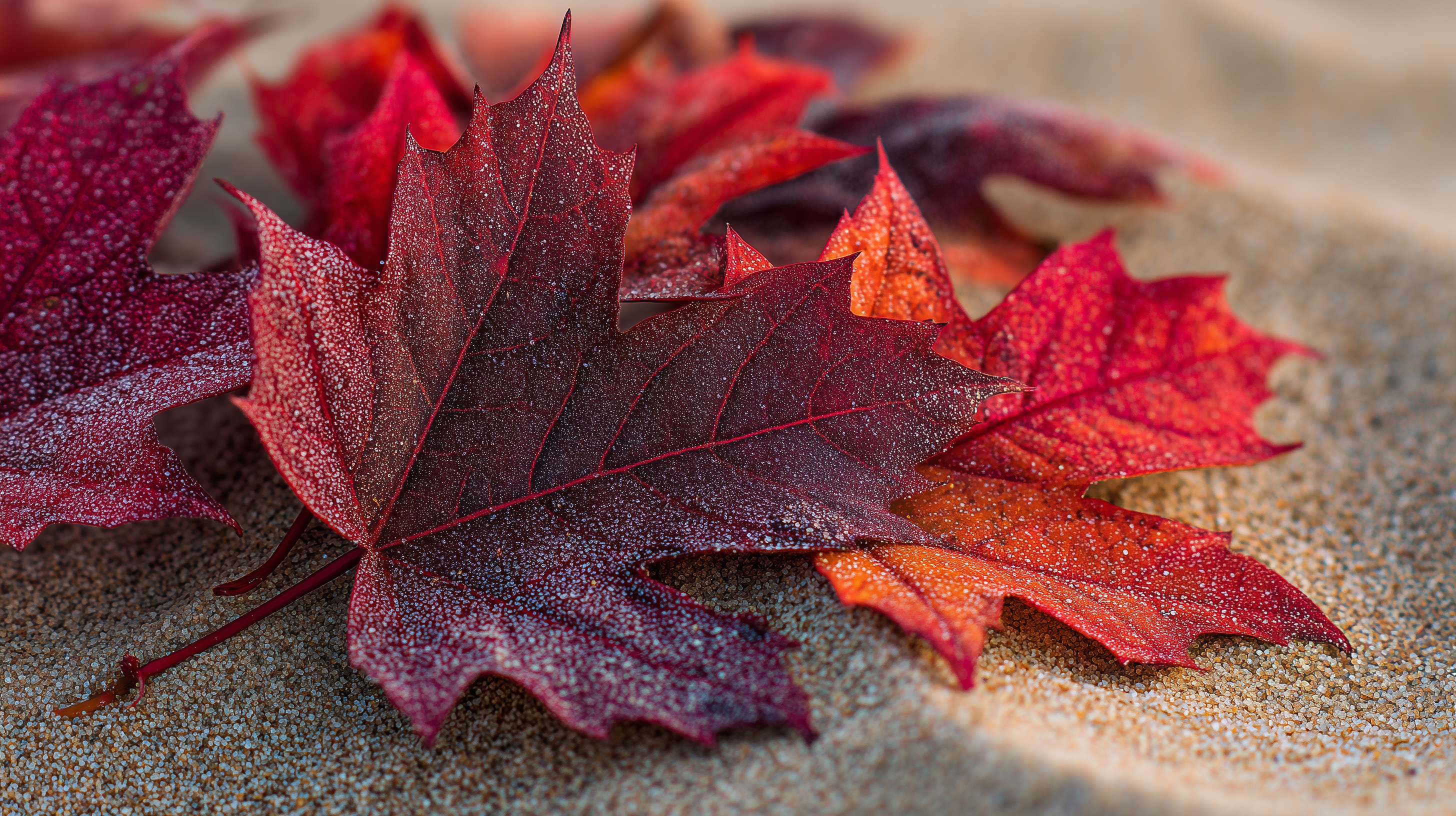 fond d'écran coloriage Érable rouge windows 11 1920x1080 téléchargement gratuit