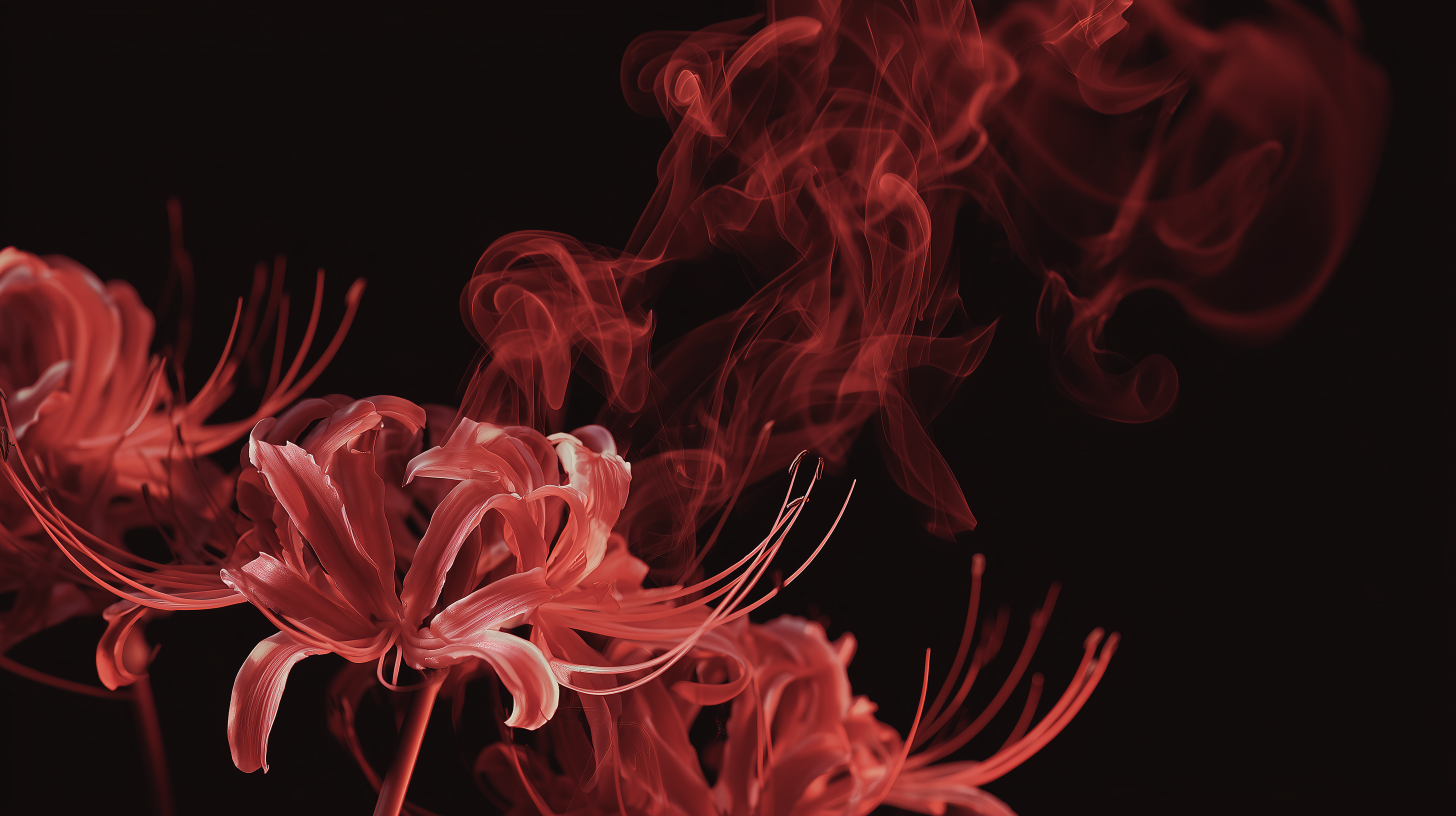 fond d'écran Lycoris radiata windows 10 téléchargement gratuit