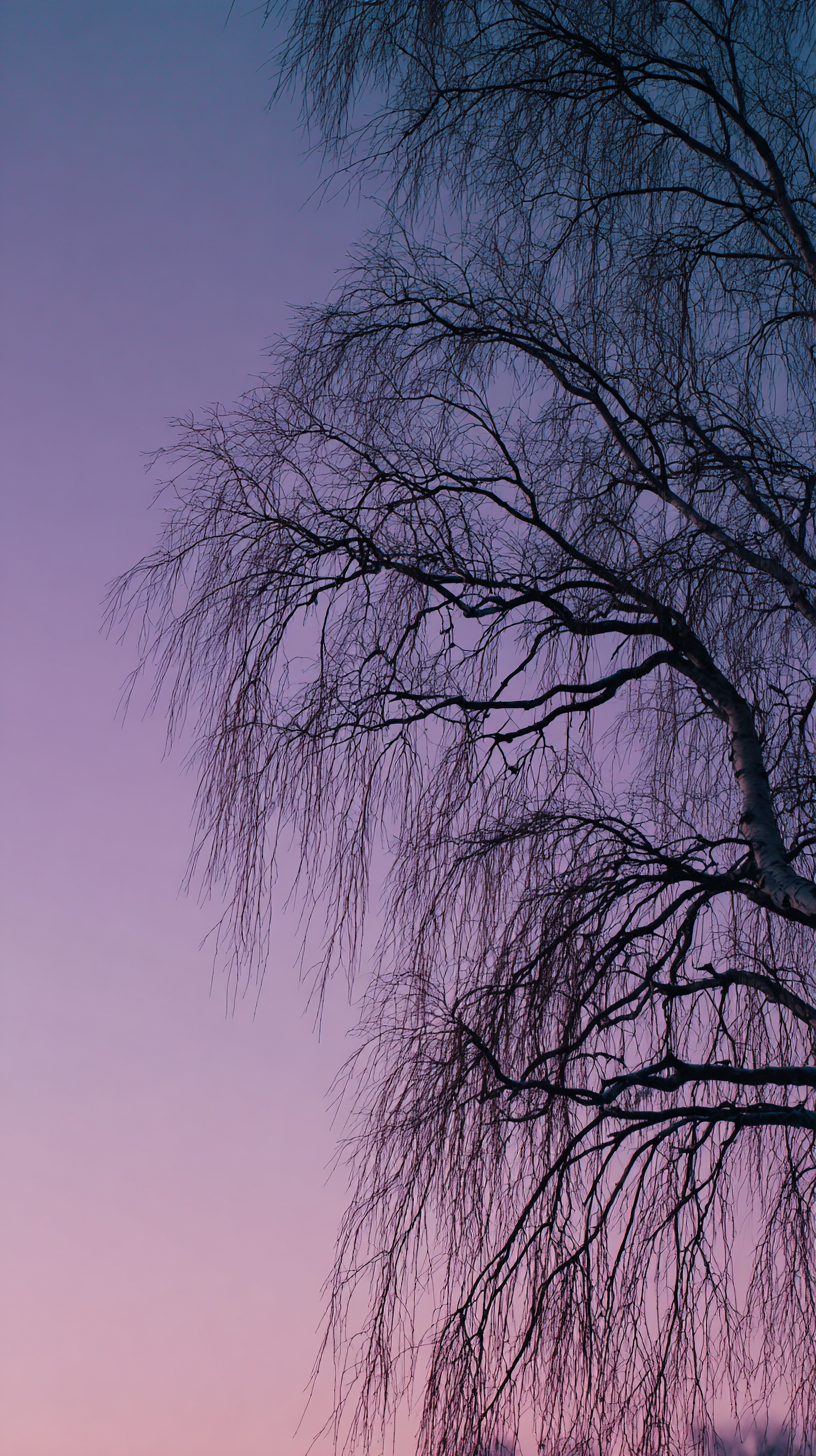 fond d'écran Saule iphone 11 télécharger gratuit