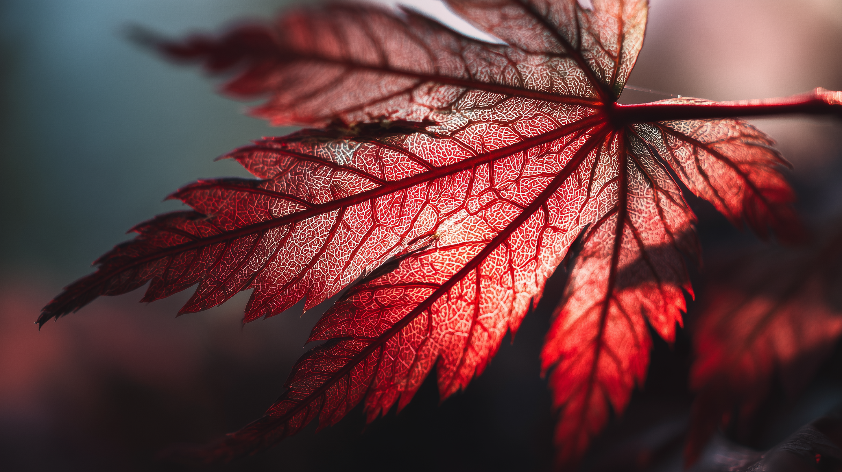 fond d'écran coloriage Érable rouge hd 1920x1080 téléchargement gratuit