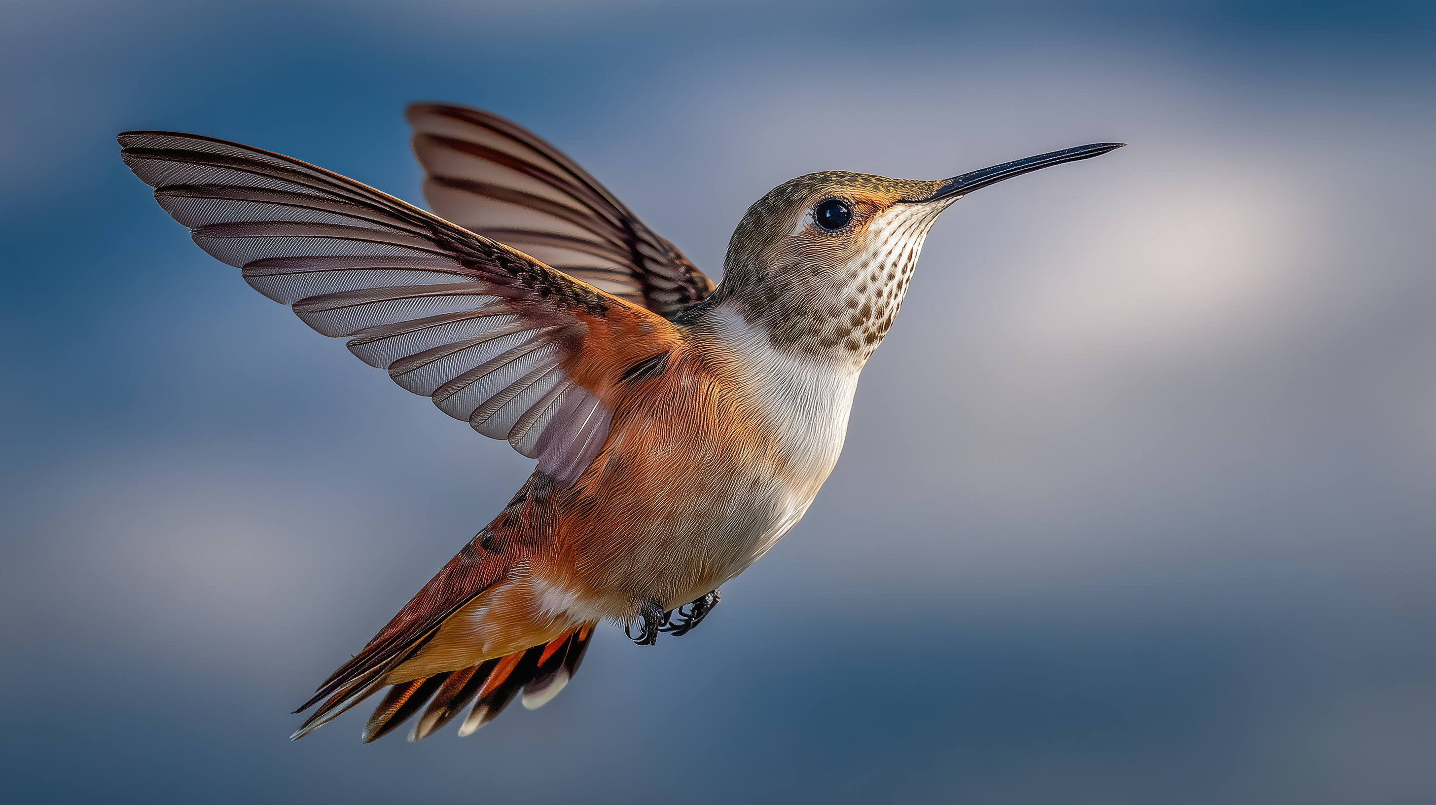 fond d'écran Trochilidae 16:9 téléchargement gratuit