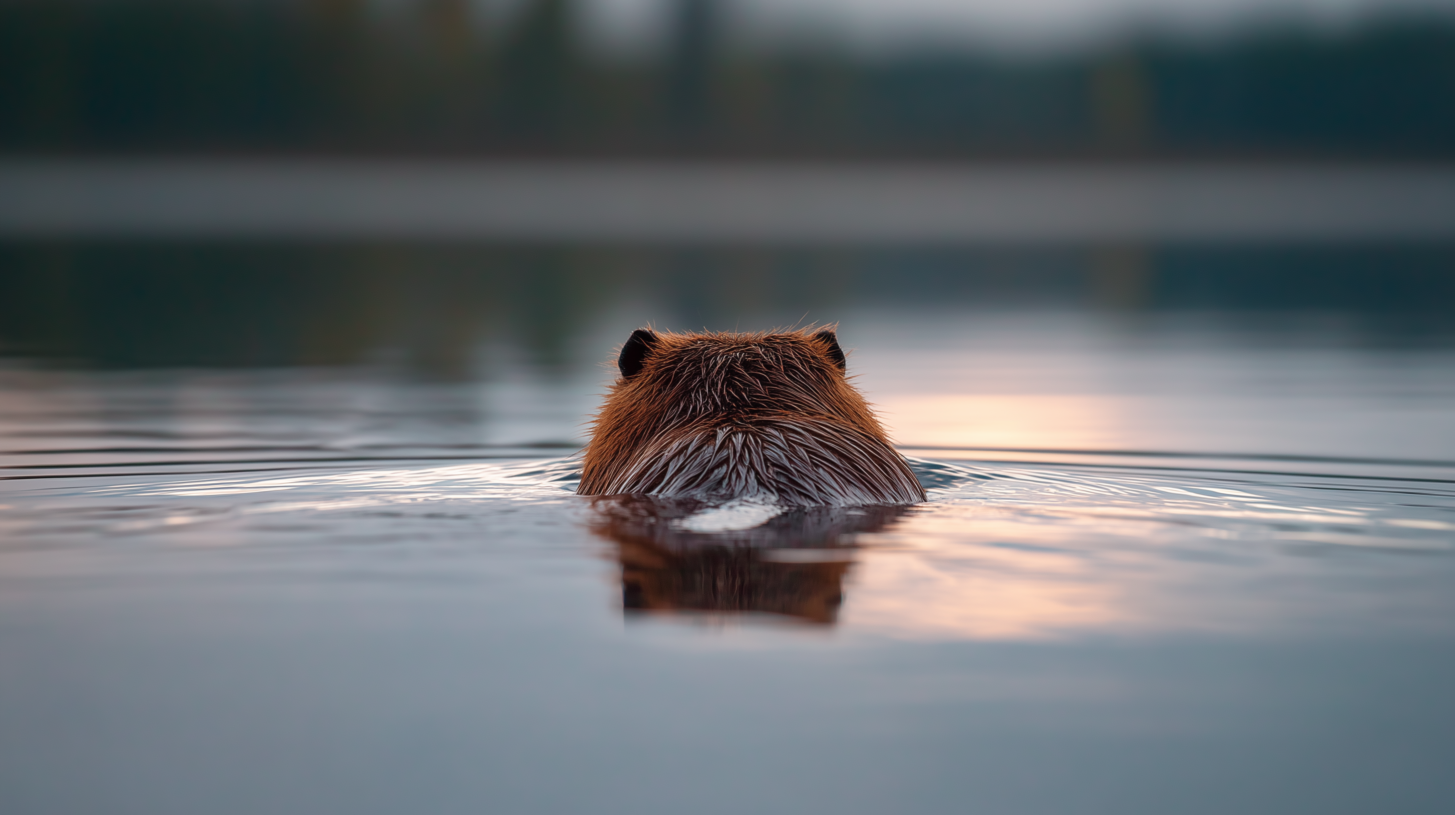 fond d'écran Castor hp windows 11 téléchargement gratuit