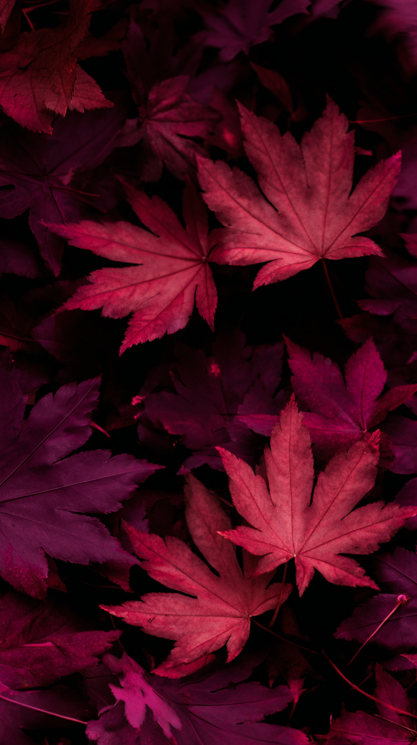 fond d'écran coloriage Érable rouge iphone x télécharger gratuit