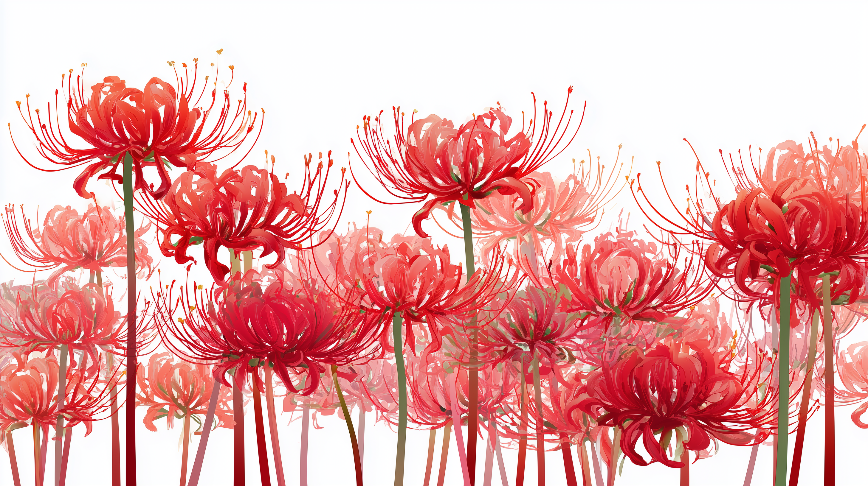 fond d'écran Lycoris radiata pour pc portable téléchargement gratuit