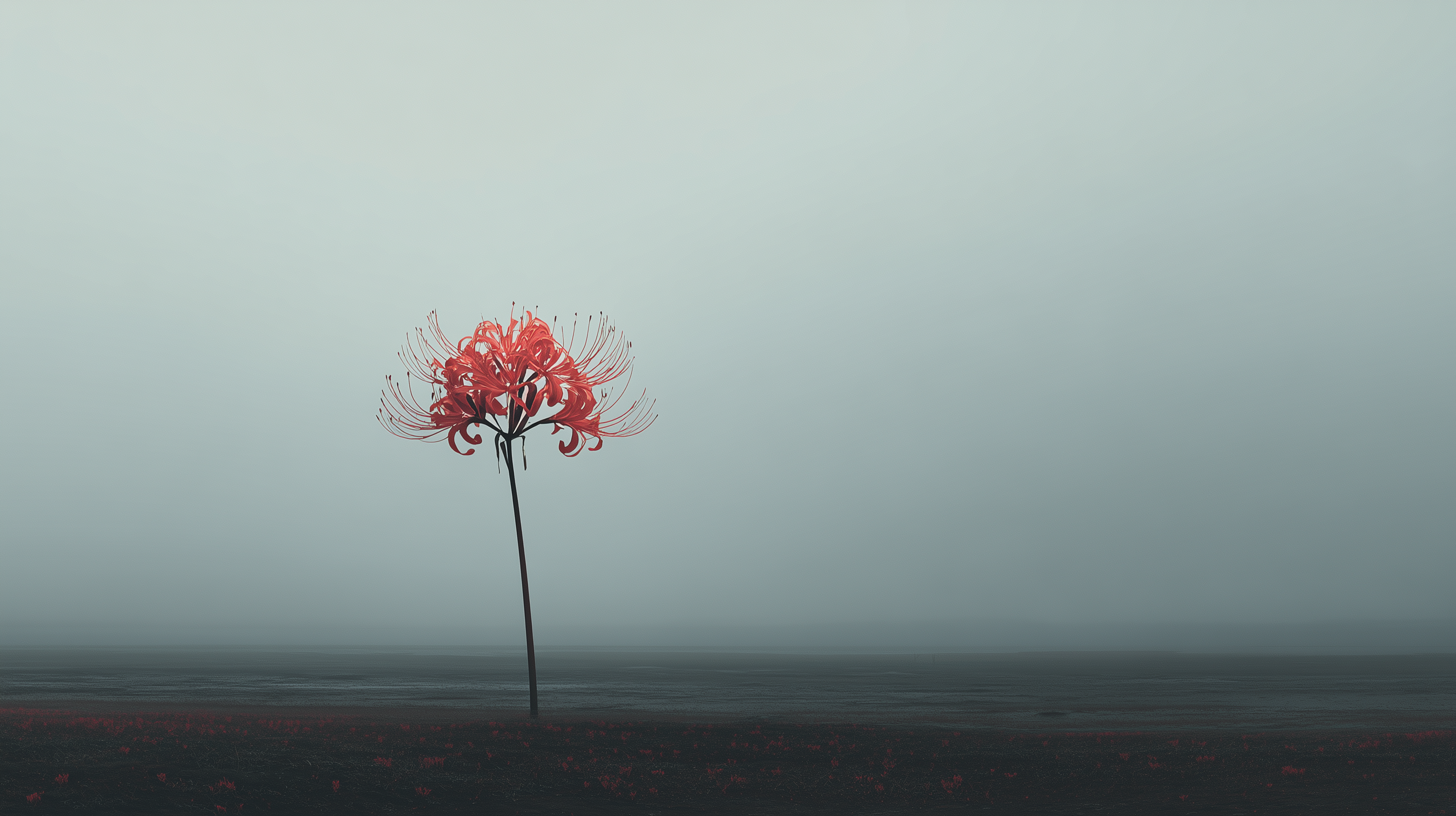 hp fond d'écran Lycoris radiata téléchargement gratuit