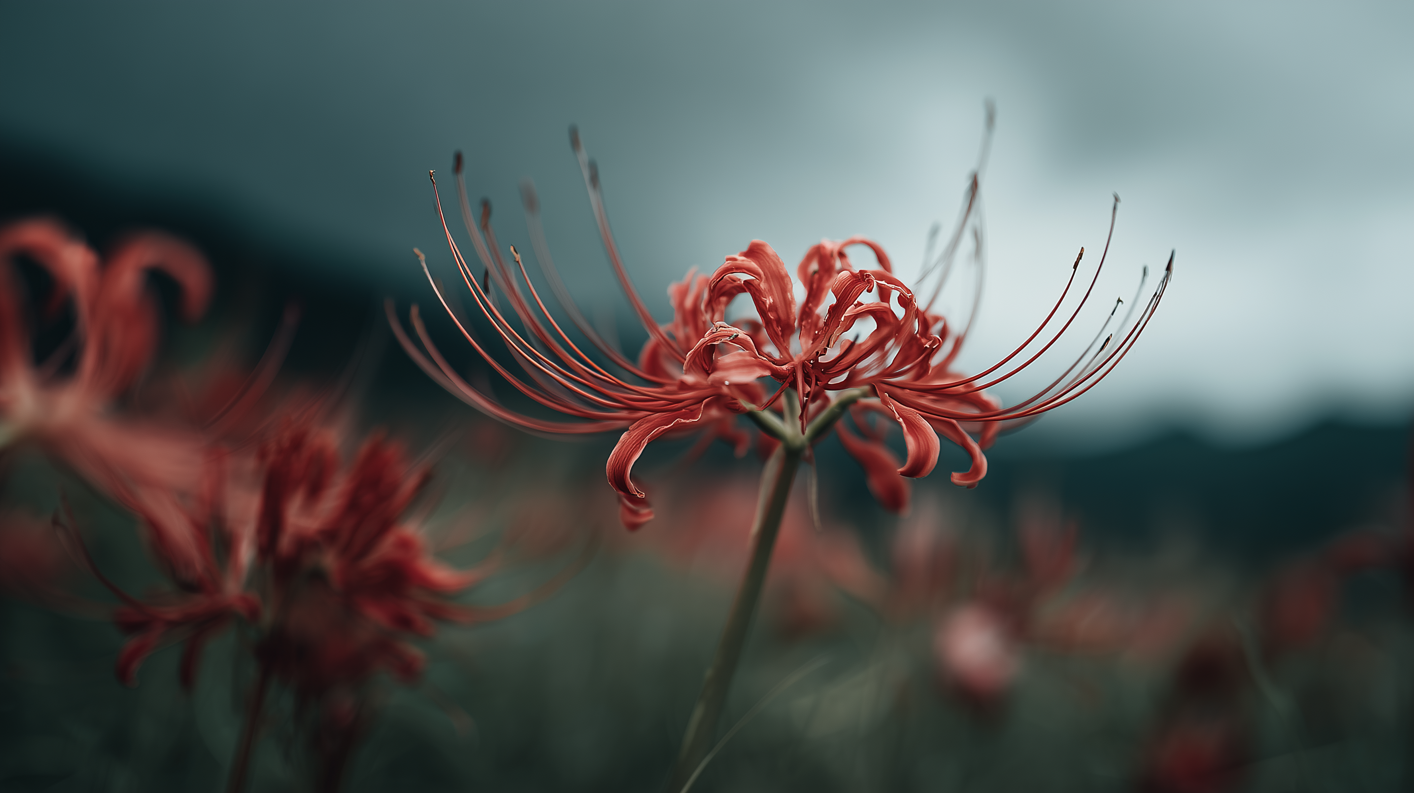 fond d'écran Lycoris radiata pc 3440x1440 téléchargement gratuit