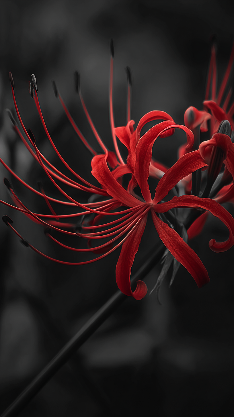 fond d'écran Lycoris radiata téléphone Asus gratuit