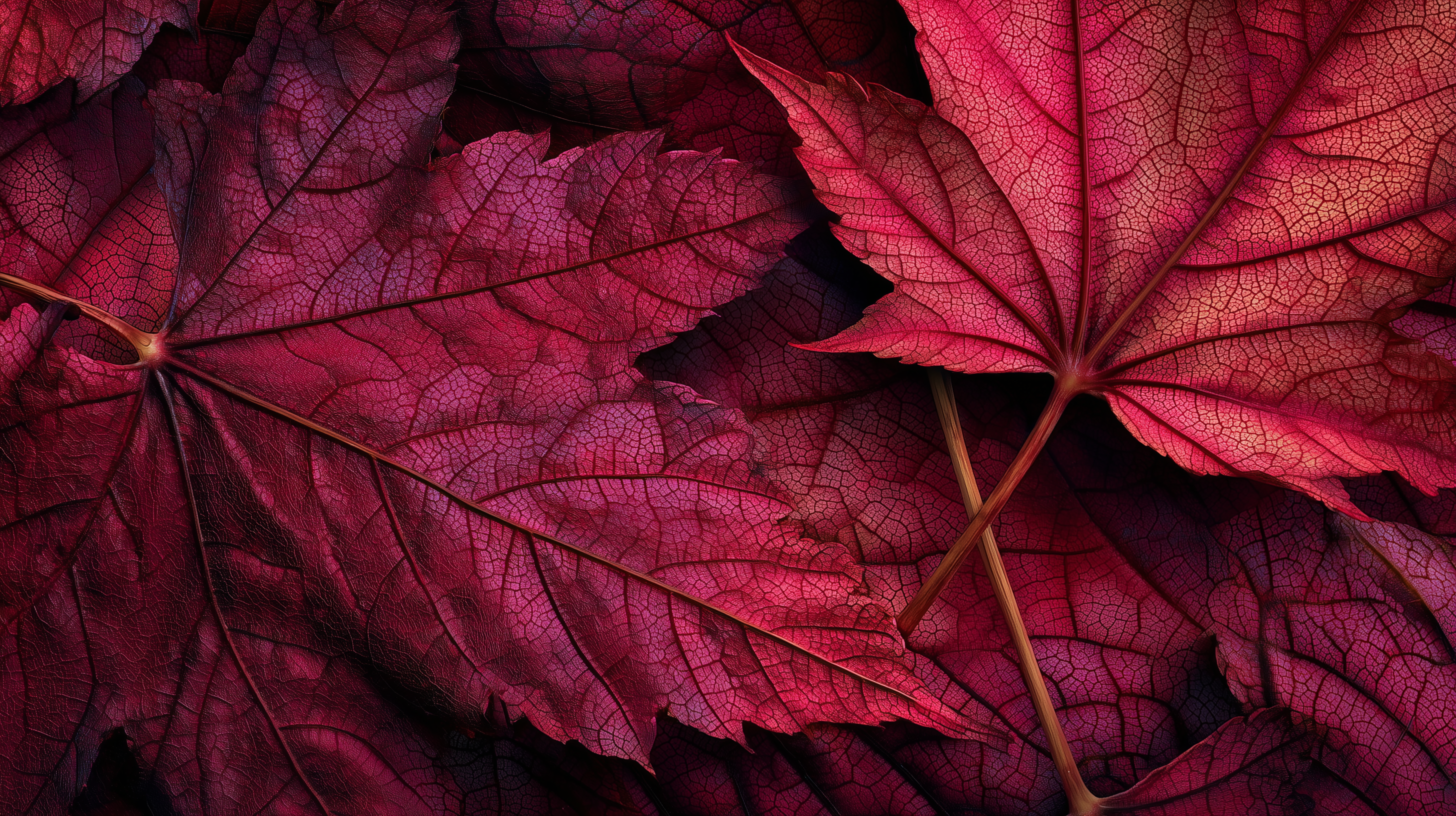 fond d'écran coloriage Érable rouge pc 4k ultra hd téléchargement gratuit