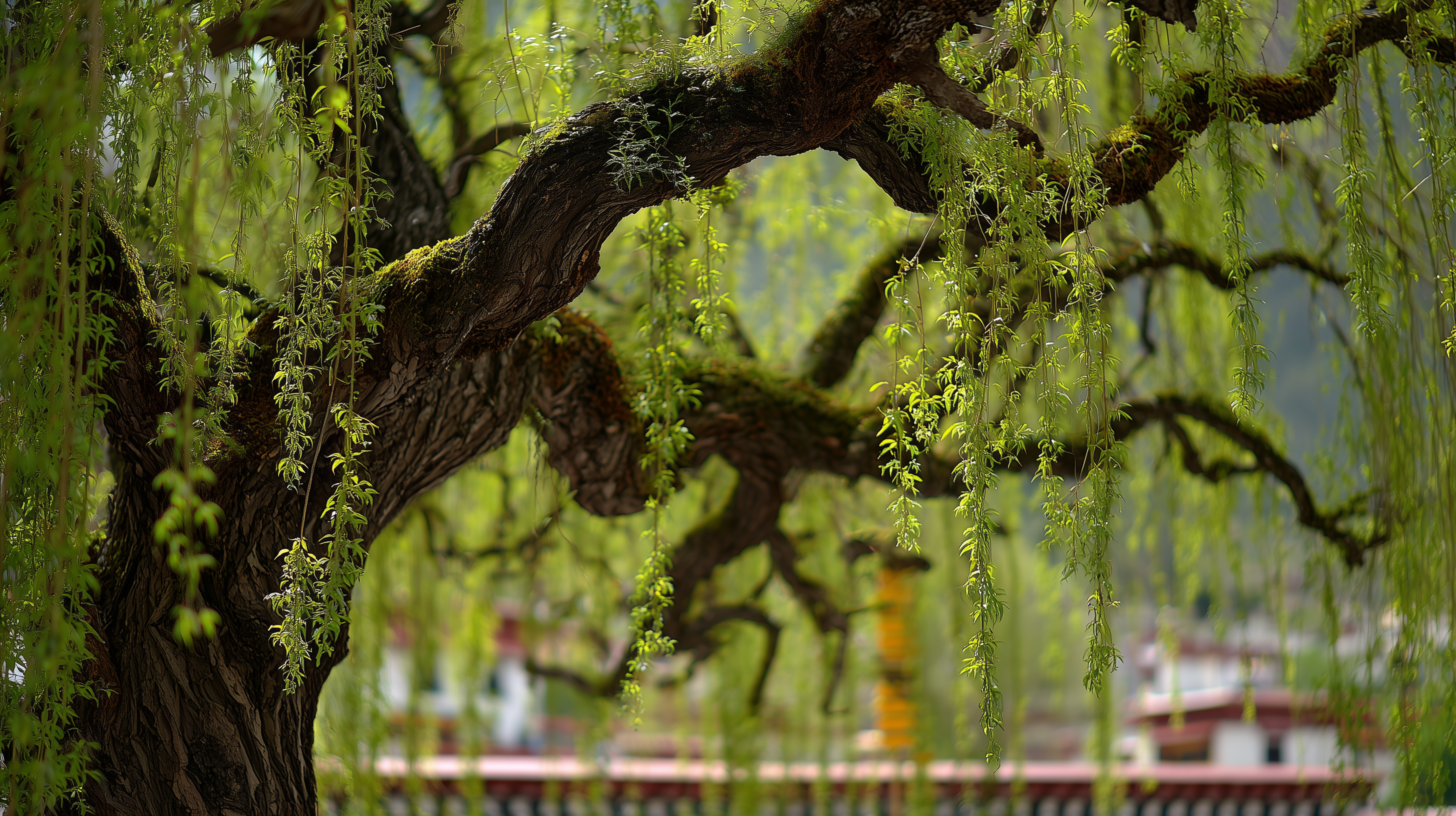 fond d'écran Saule gratuit pour pc téléchargement sans filigrane