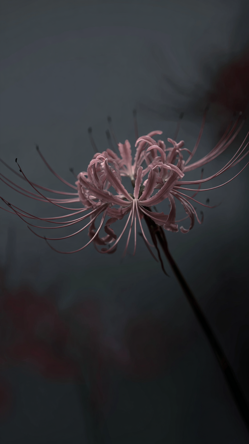 fond d'écran Lycoris radiata xiaomi gratuit