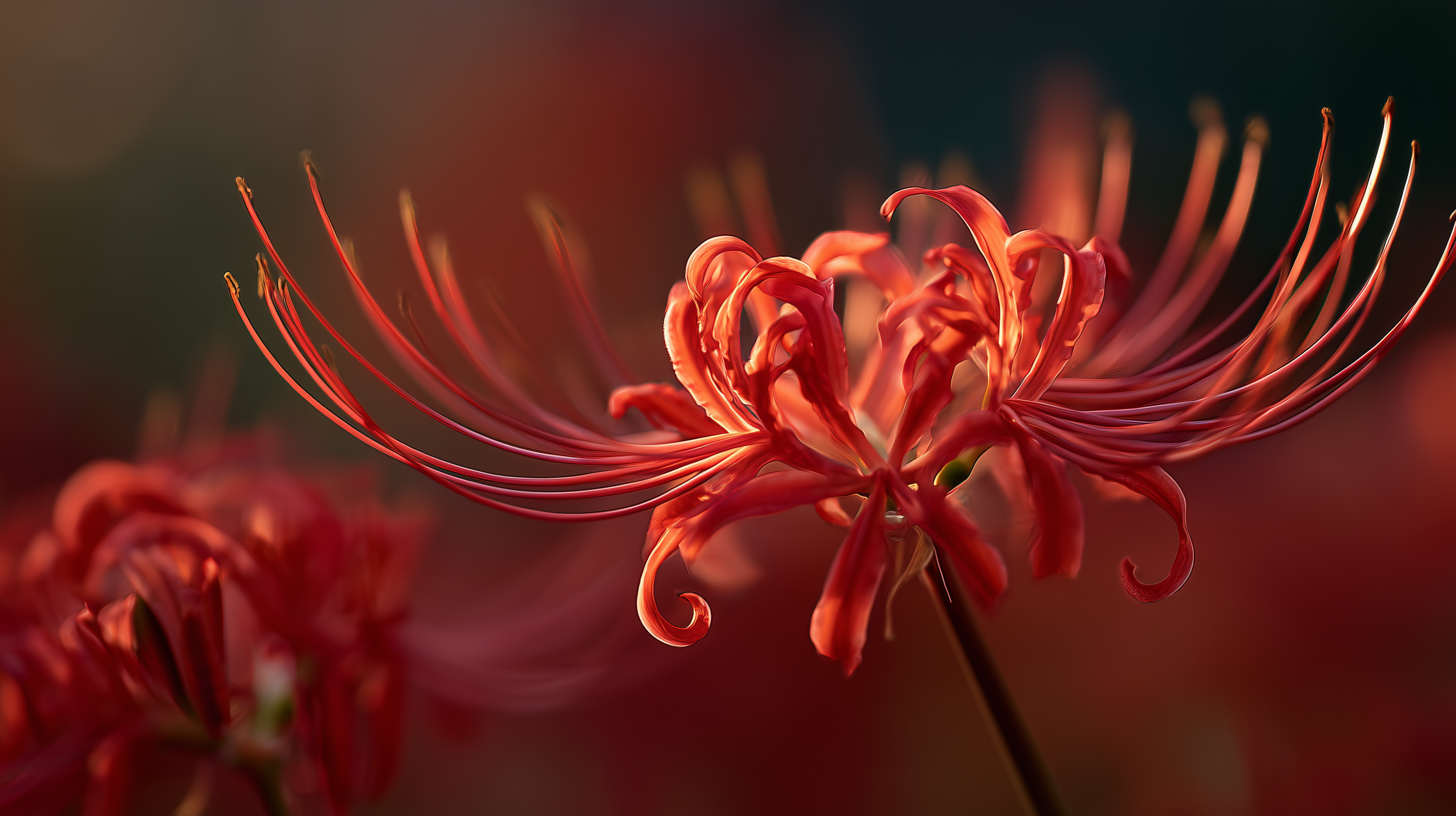 fond d'écran Lycoris radiata pc windows 11 téléchargement gratuit