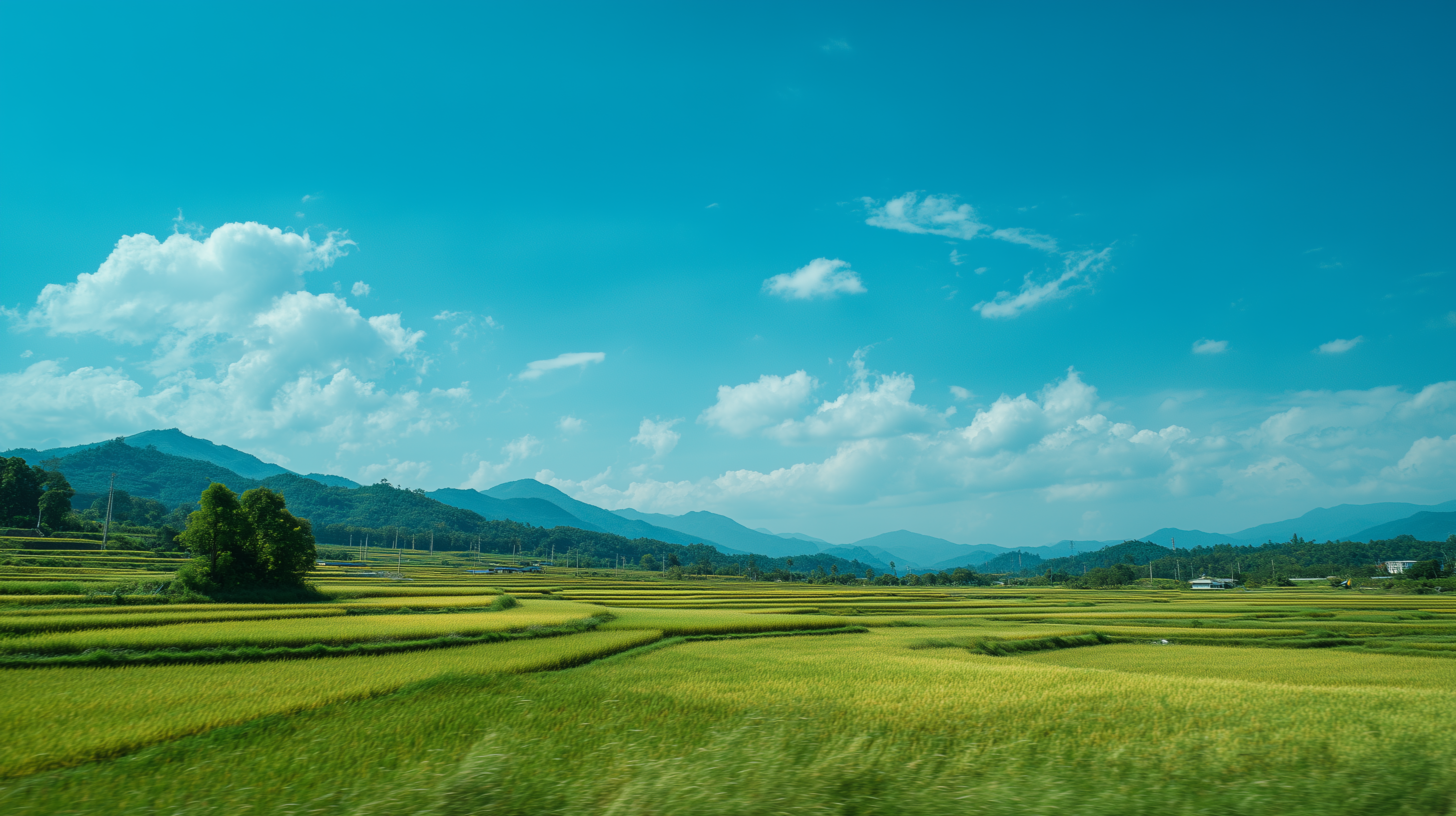 fond d'écran Rizière mac 4k téléchargement gratuit