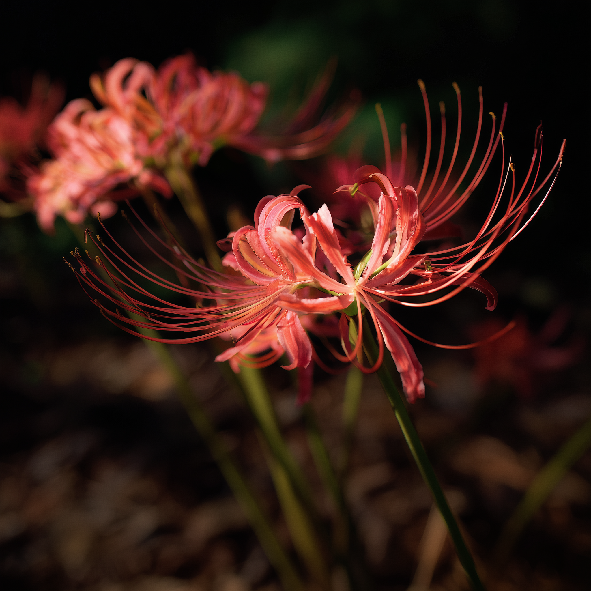 Lycoris Radiata thumbnail