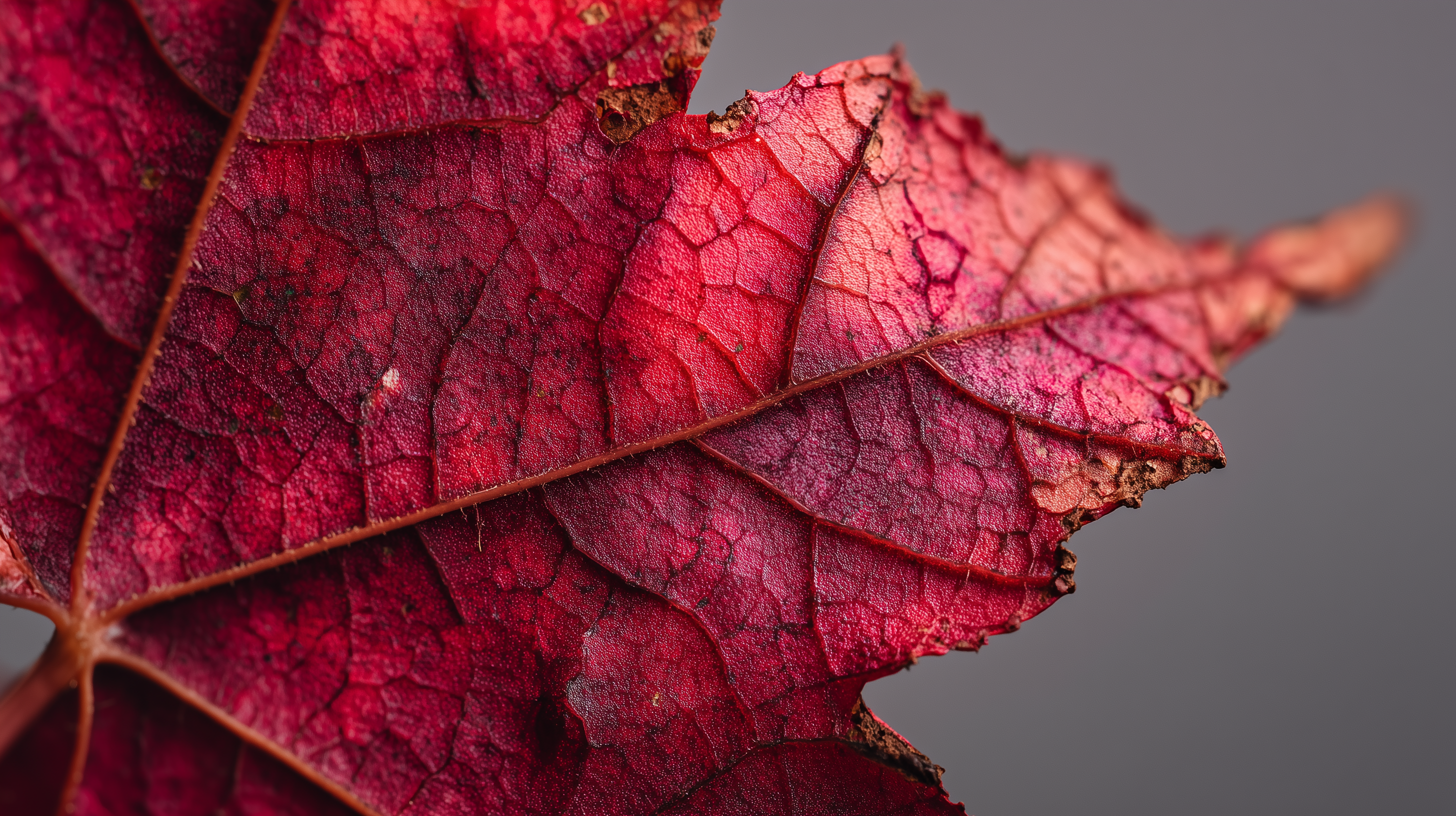 fond d'écran coloriage Érable rouge 1920x1080 4k téléchargement gratuit
