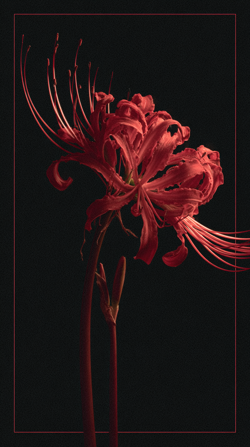 fond d'écran Lycoris radiata iphone xr télécharger gratuit