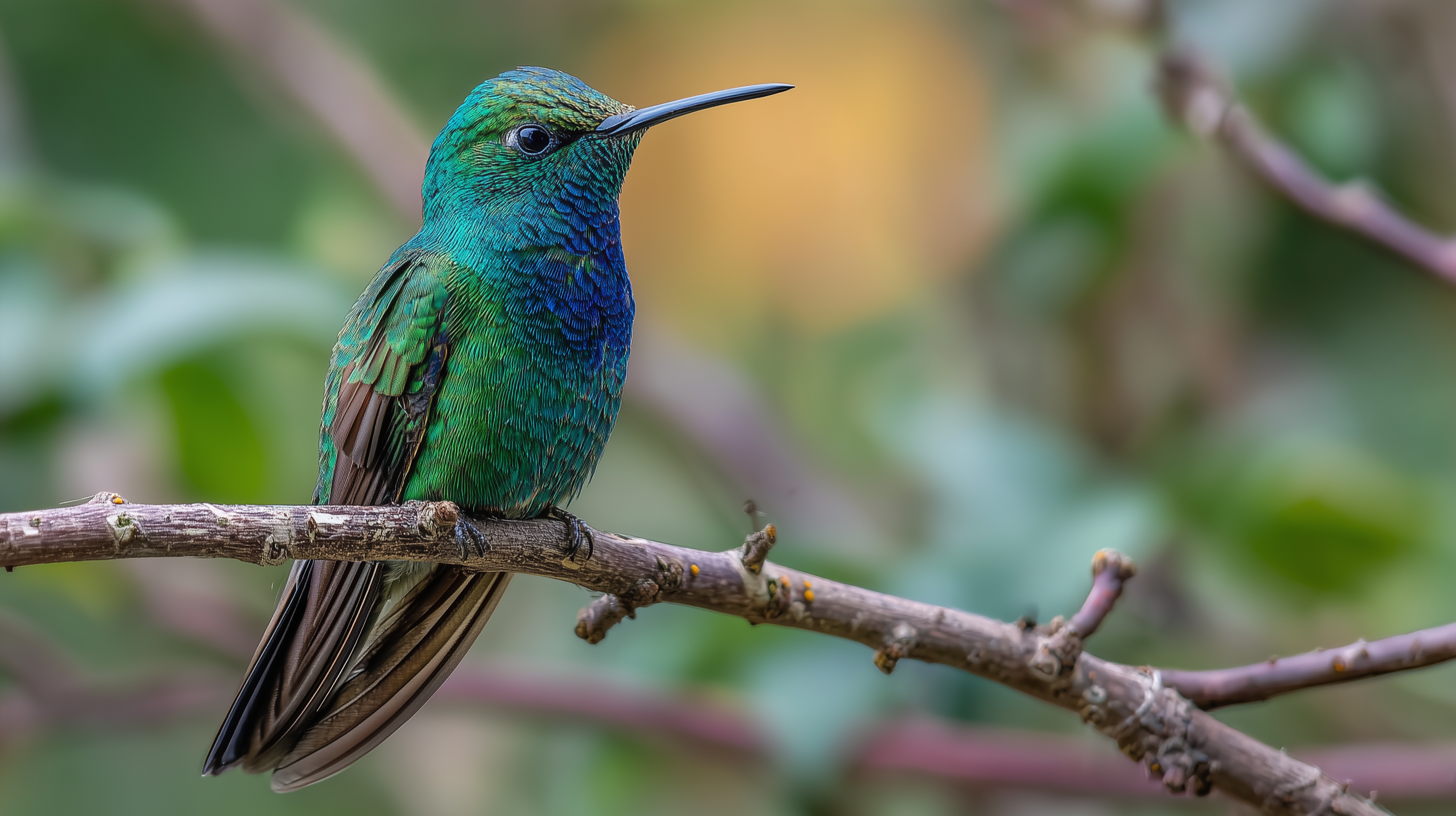 fond d'écran Trochilidae pc simple téléchargement gratuit