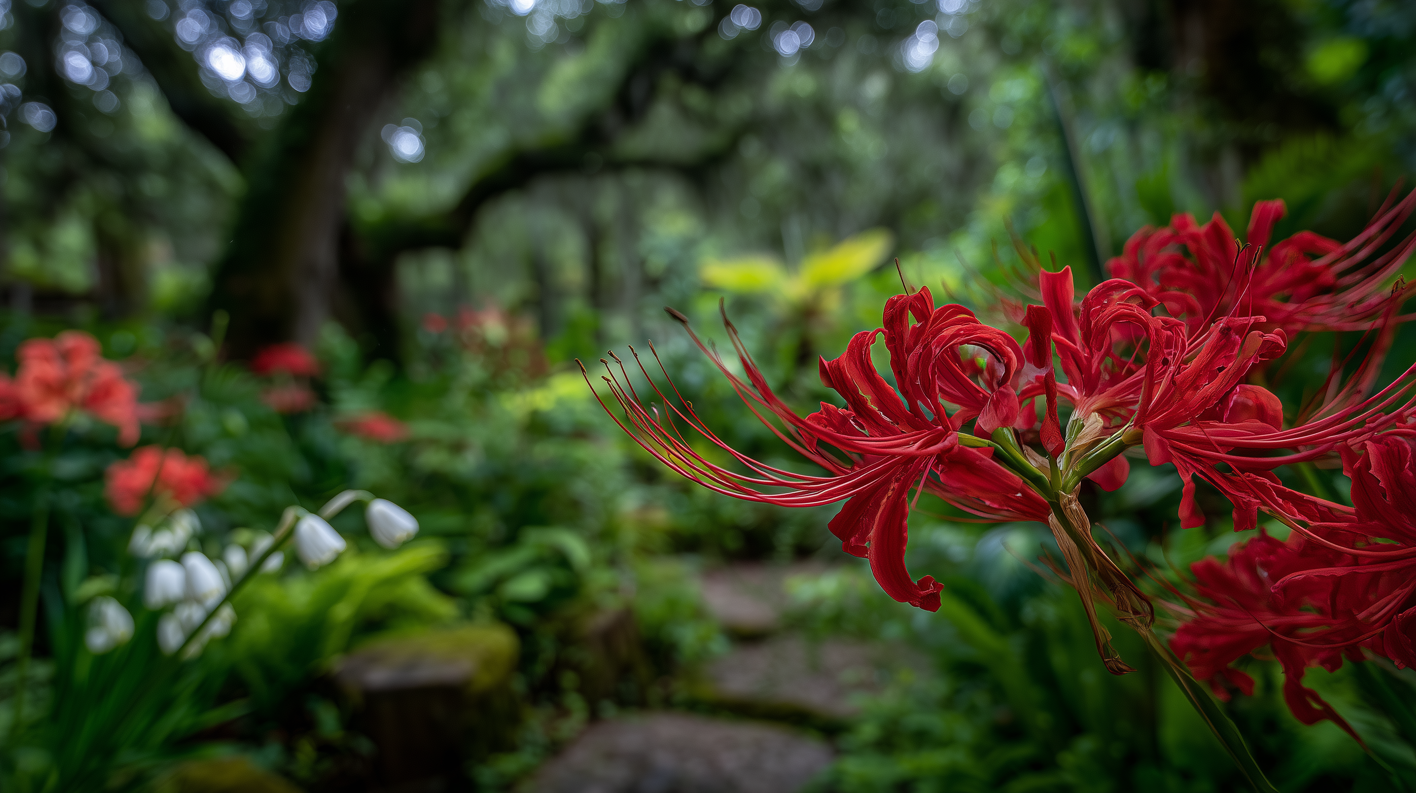 fond d'écran Lycoris radiata 5120x1440 téléchargement gratuit