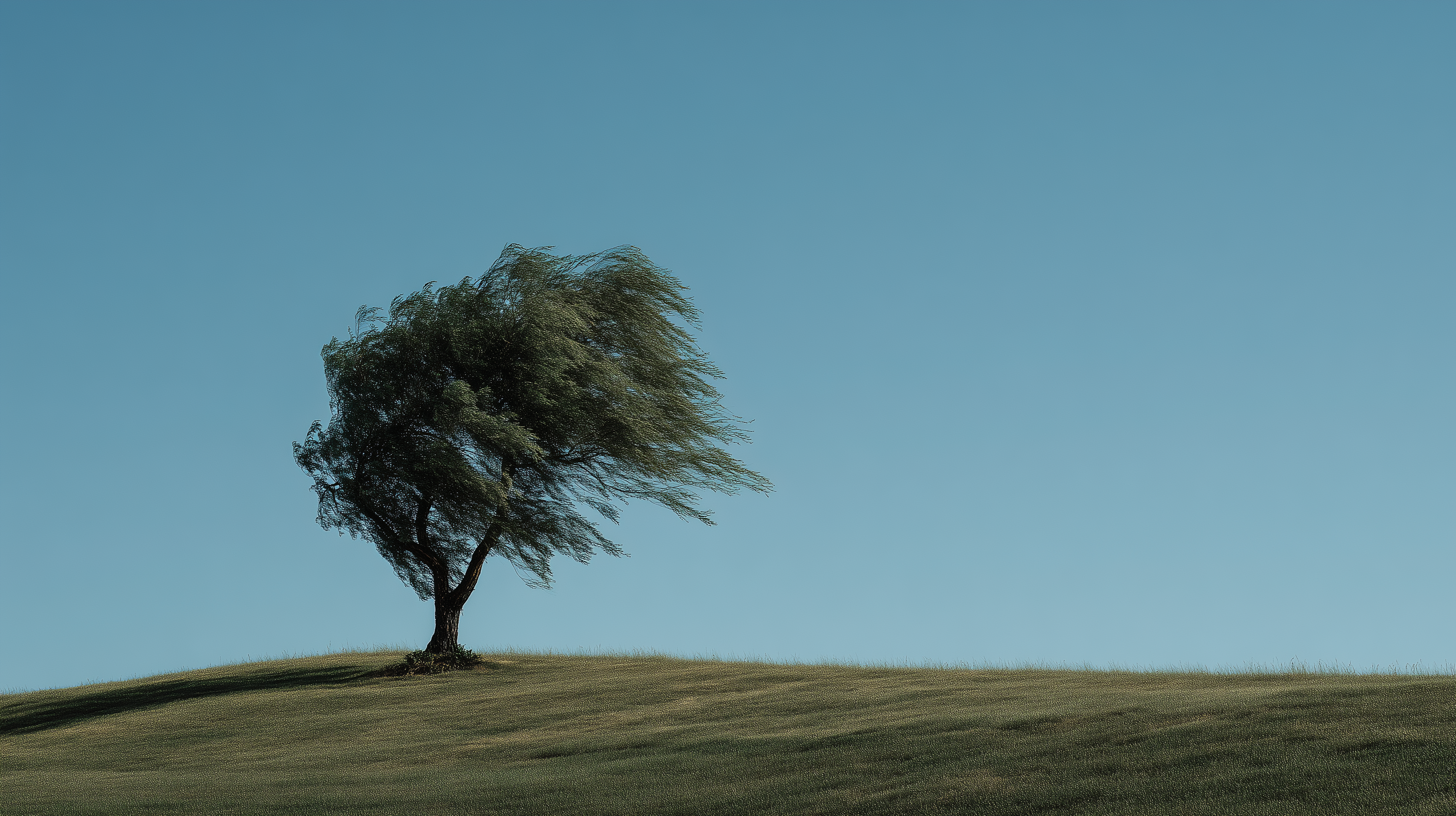 fond d'écran Saule pc 3440x1440 téléchargement gratuit