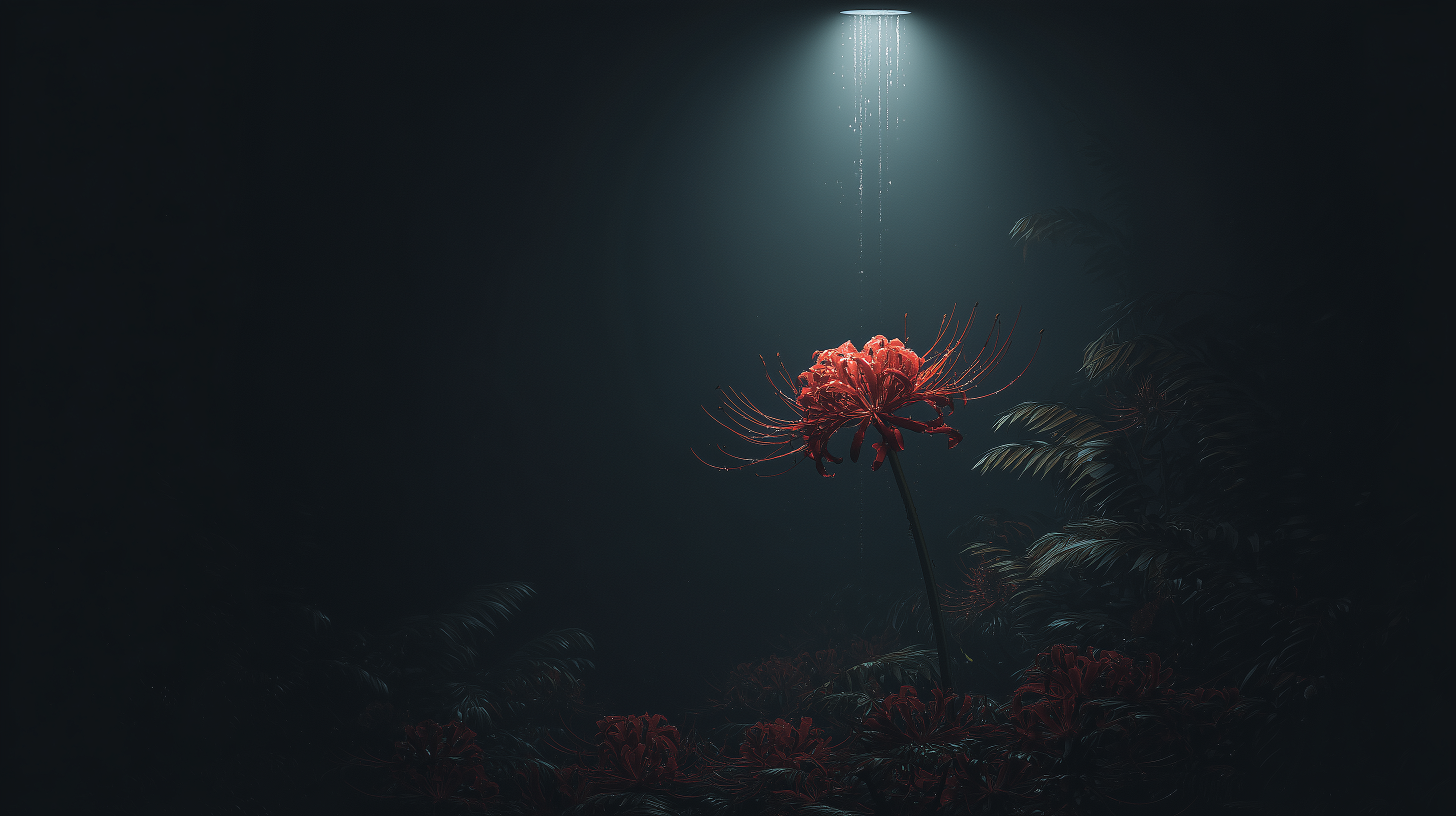 fond d'écran Lycoris radiata dell téléchargement gratuit