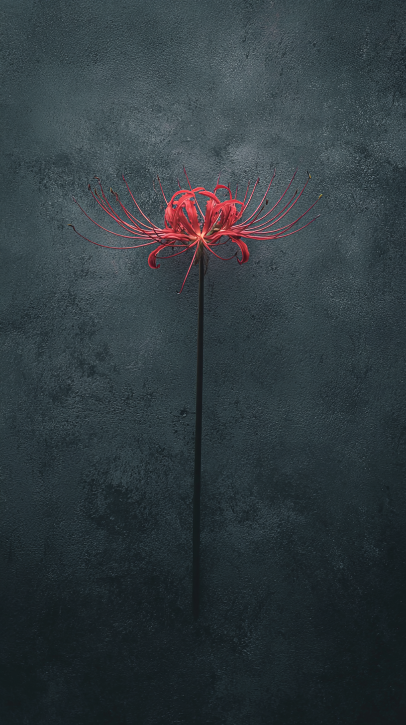 fond d'écran Lycoris radiata téléphone OnePlus télécharger gratuit