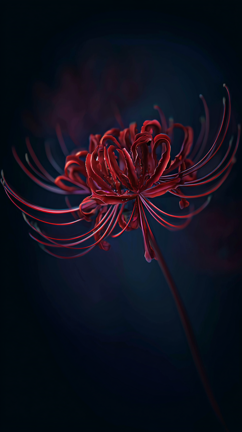 fond d'écran Lycoris radiata iphone 15 gratuit