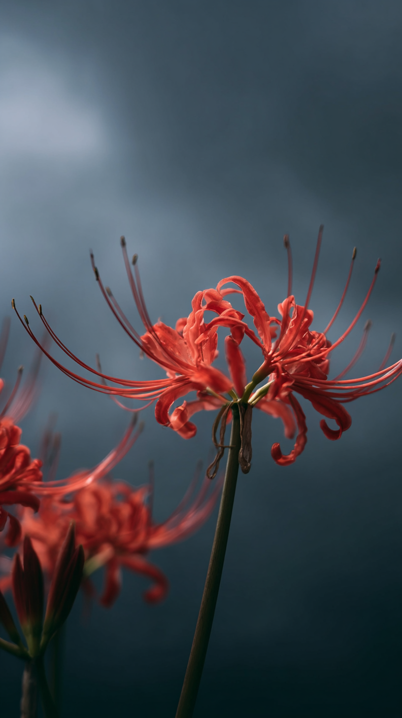 fond d'écran Lycoris radiata iphone 17 air gratuit