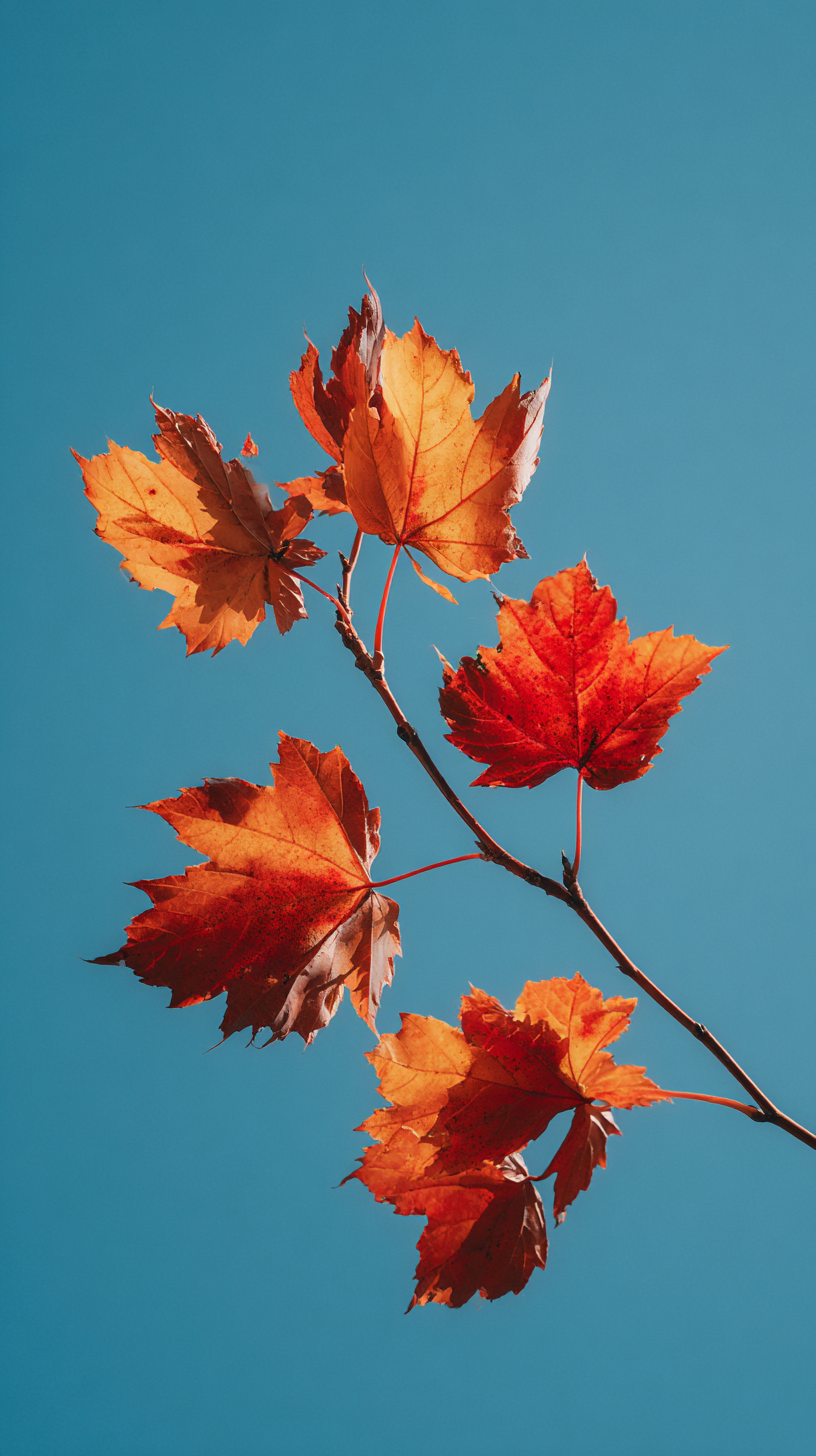 fond d'écran coloriage Érable rouge gratuit android télécharger gratuit