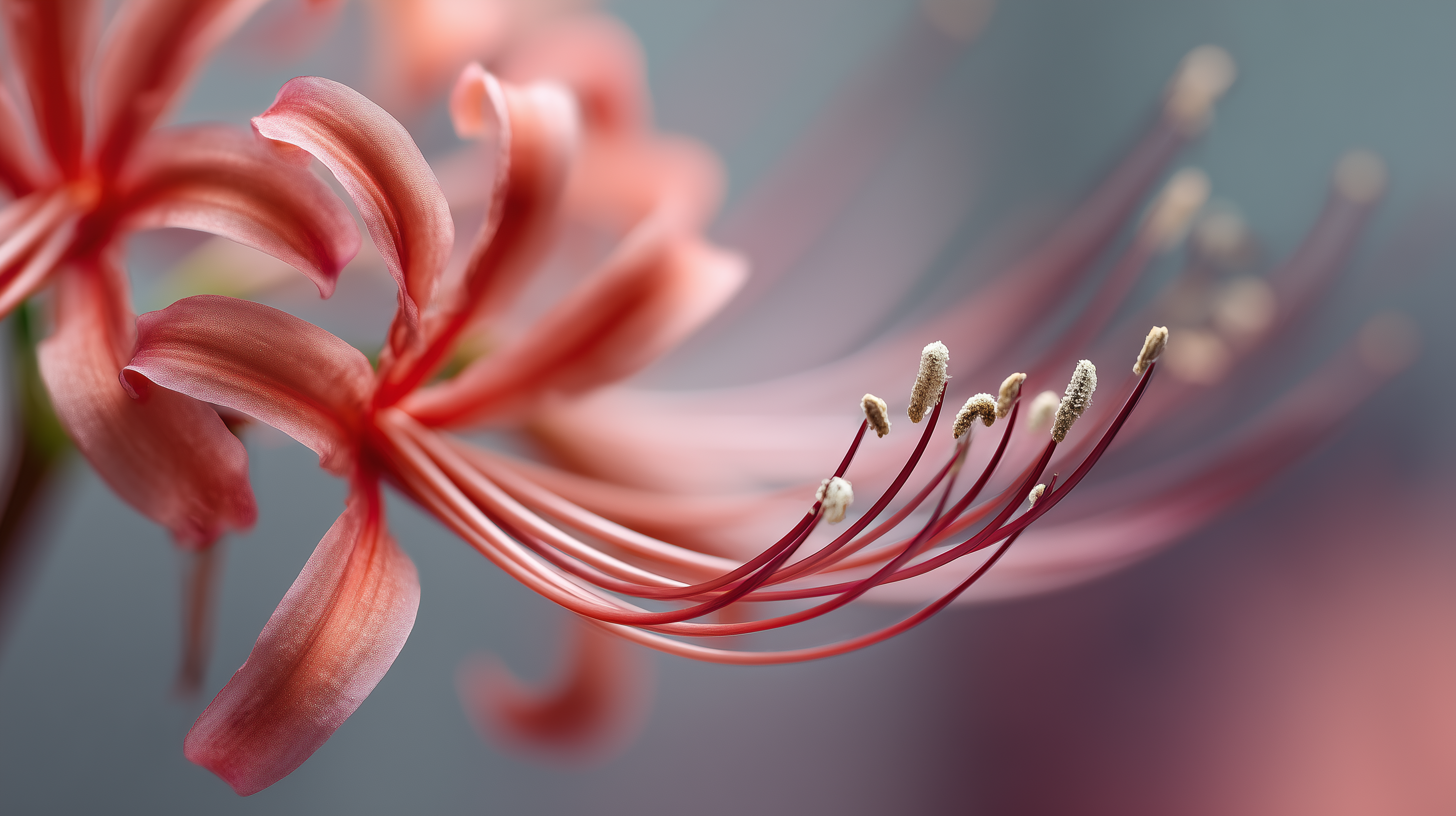 fond d'écran Lycoris radiata 1440p hd téléchargement gratuit