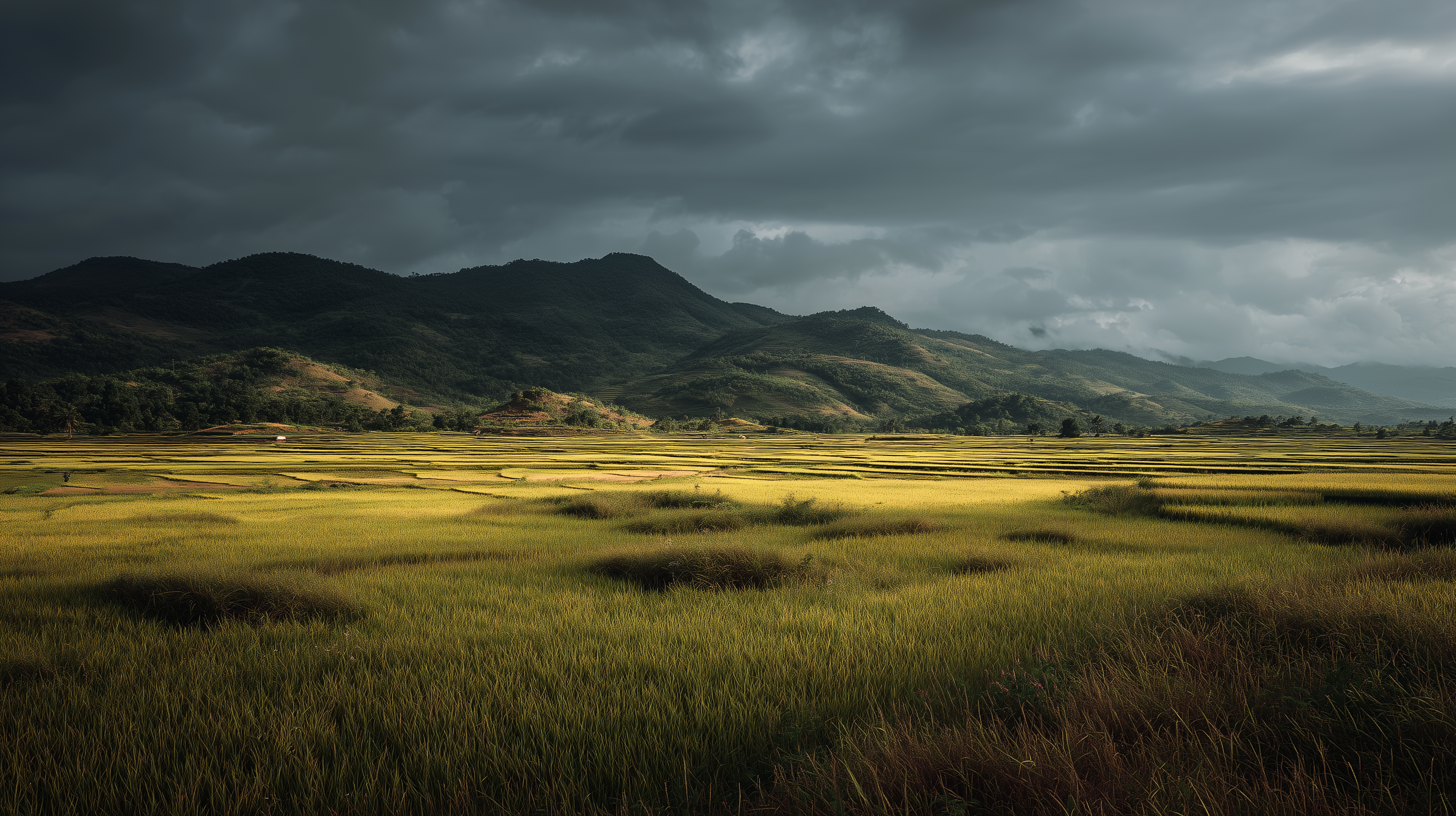 fond d'écran Rizière pc 1440p téléchargement gratuit