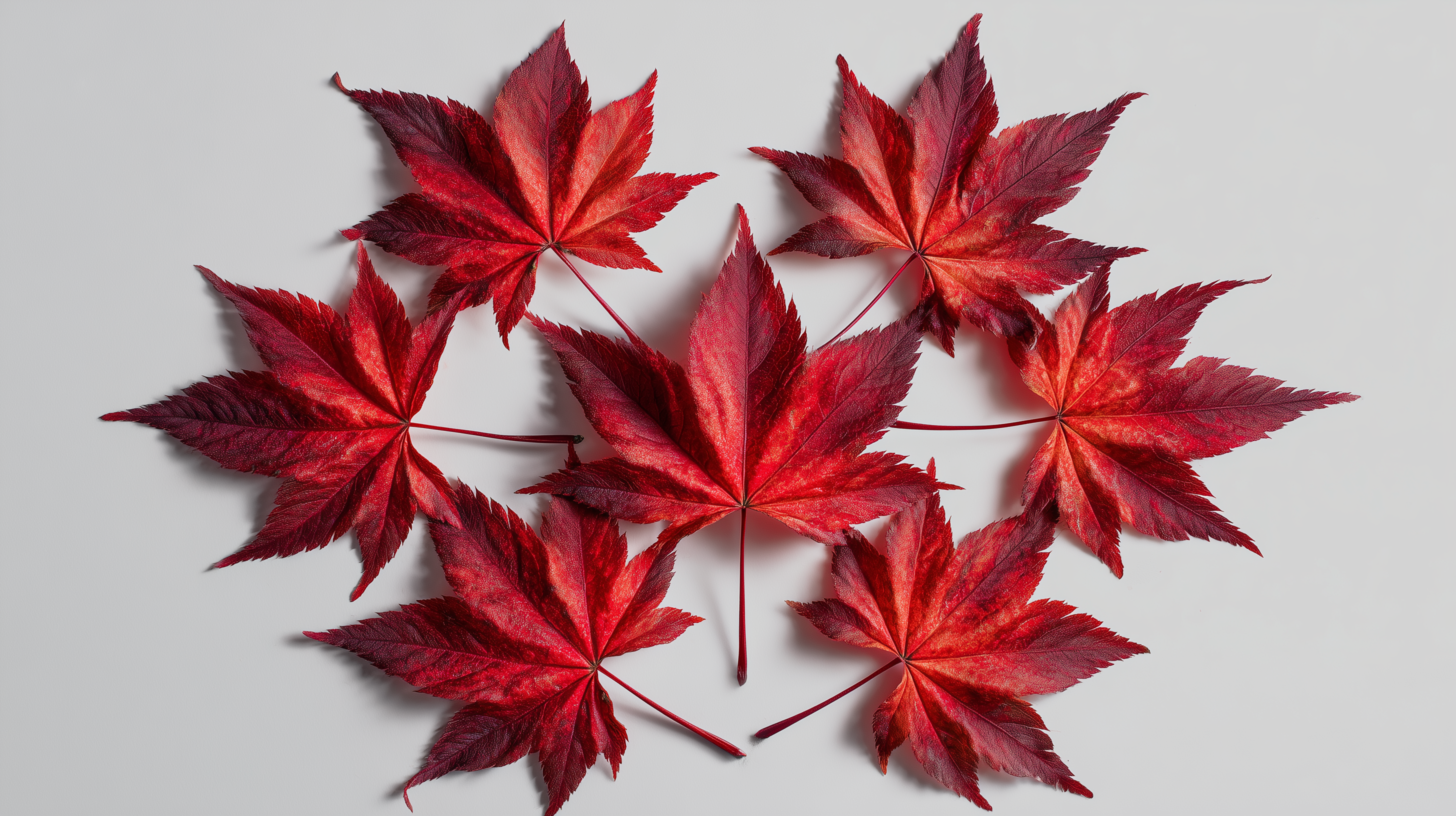 fond d'écran coloriage Érable rouge Razer téléchargement gratuit