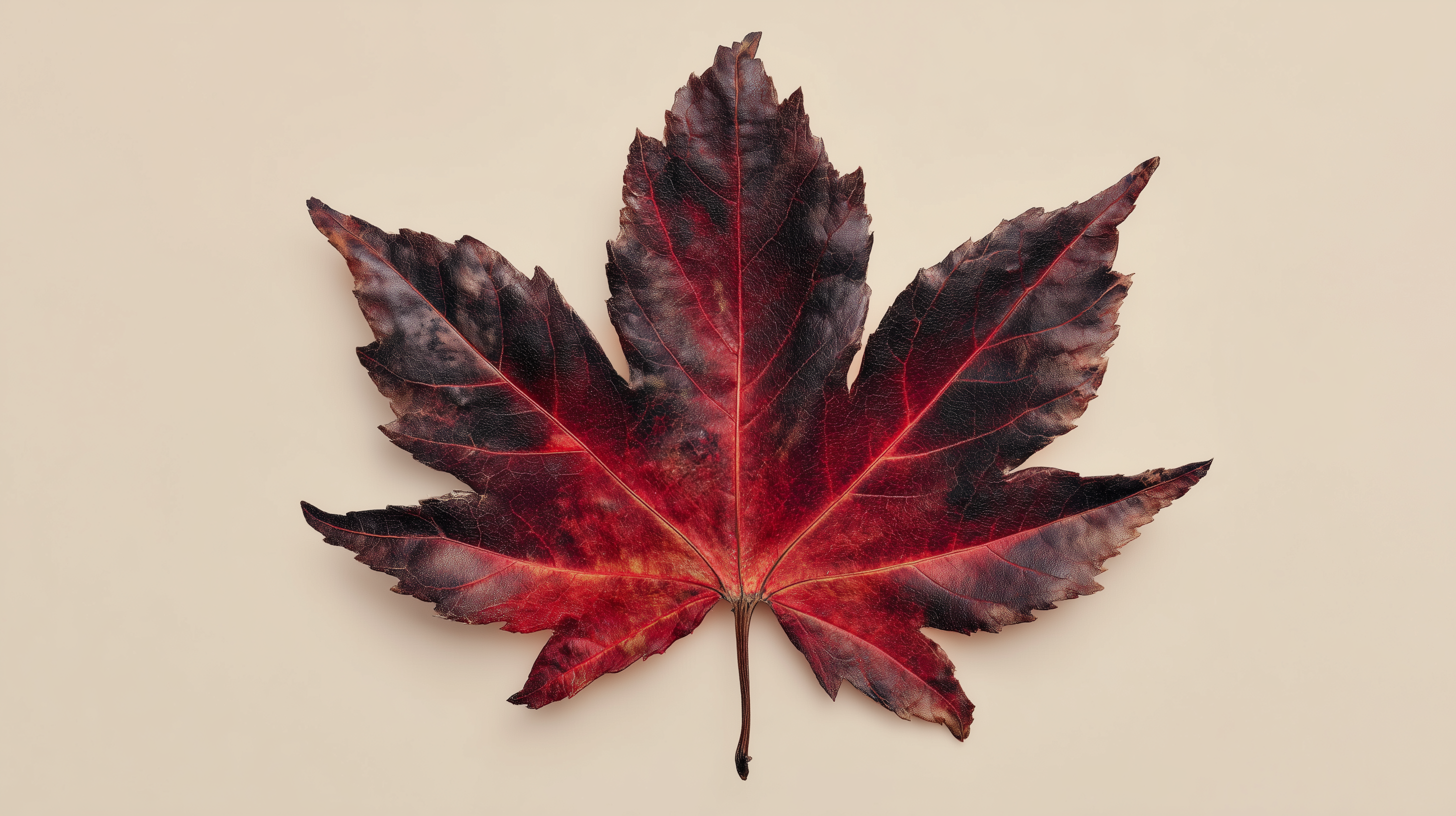 fond d'écran coloriage Érable rouge windows 11 gratuit téléchargement gratuit