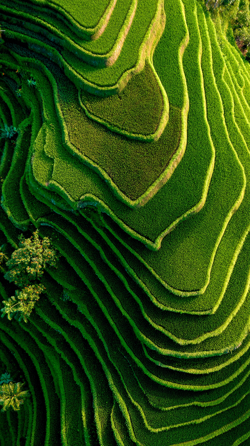 iphone fond d'écran Rizière gratuit