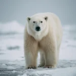 Ours Polaire thumbnail