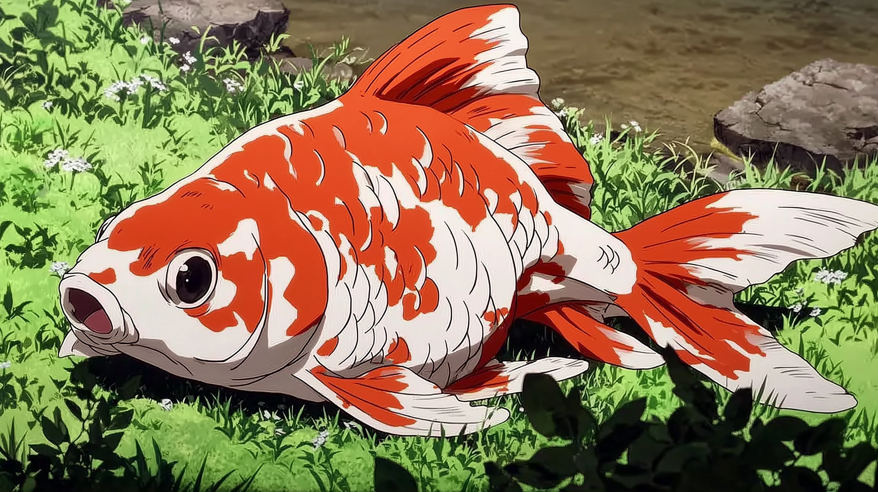 fond d'écran Poisson rouge pc 2560x1600 téléchargement gratuit