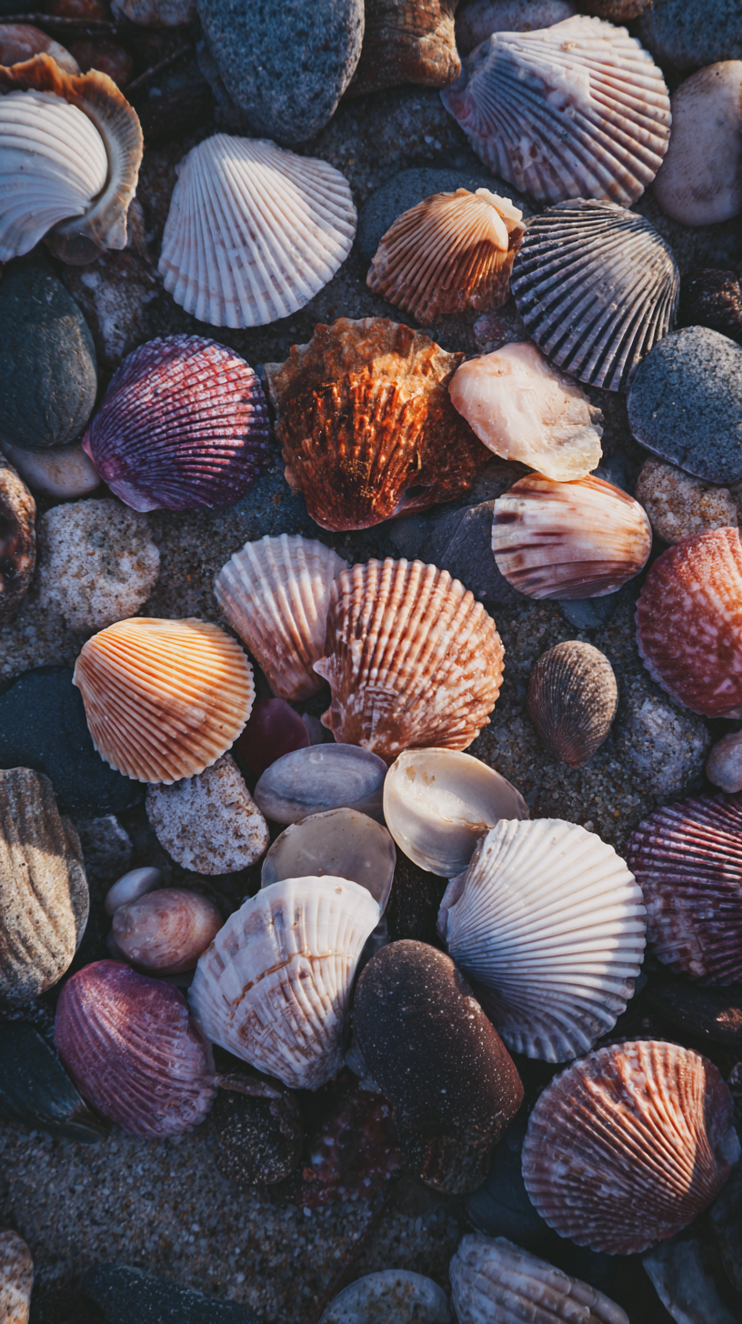 fond d'écran Coquille téléphone samsung gratuit