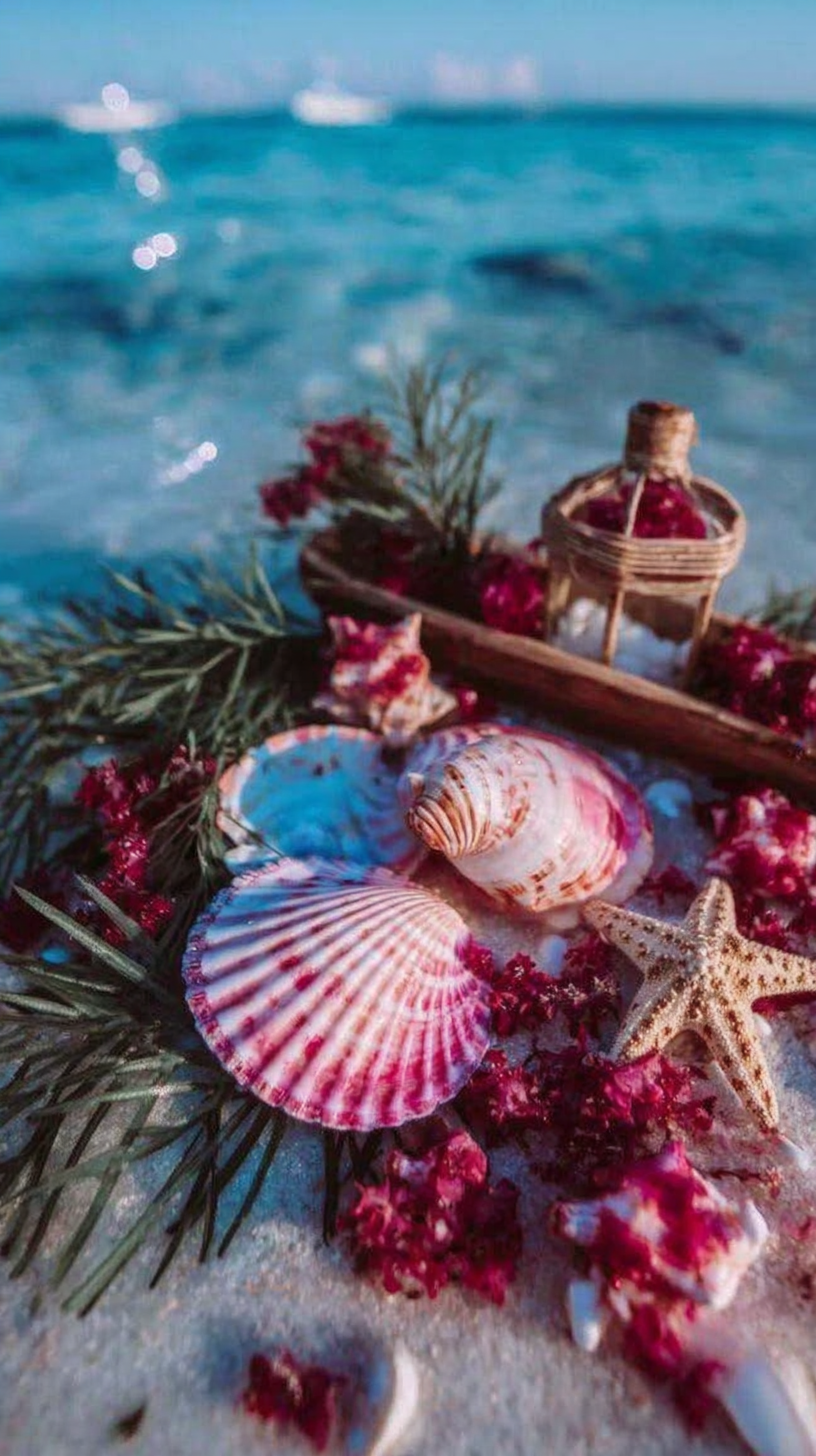 fond d'écran Coquille iphone ios gratuit