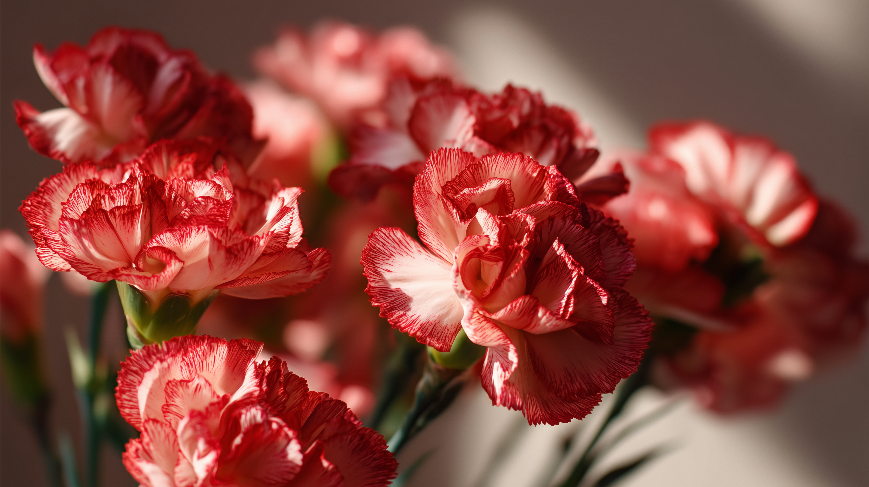 fond d'écran L’œillet pc 3440x1440 téléchargement gratuit