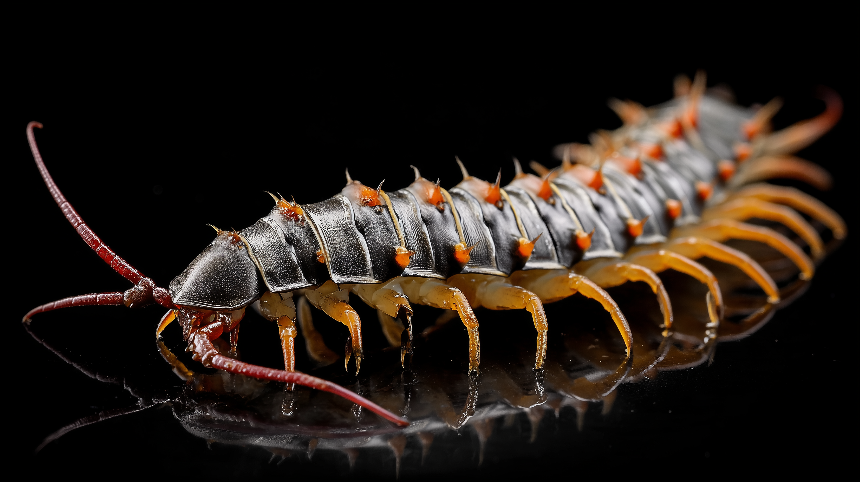 fond d'écran Chilopoda pc 1280x720 téléchargement gratuit