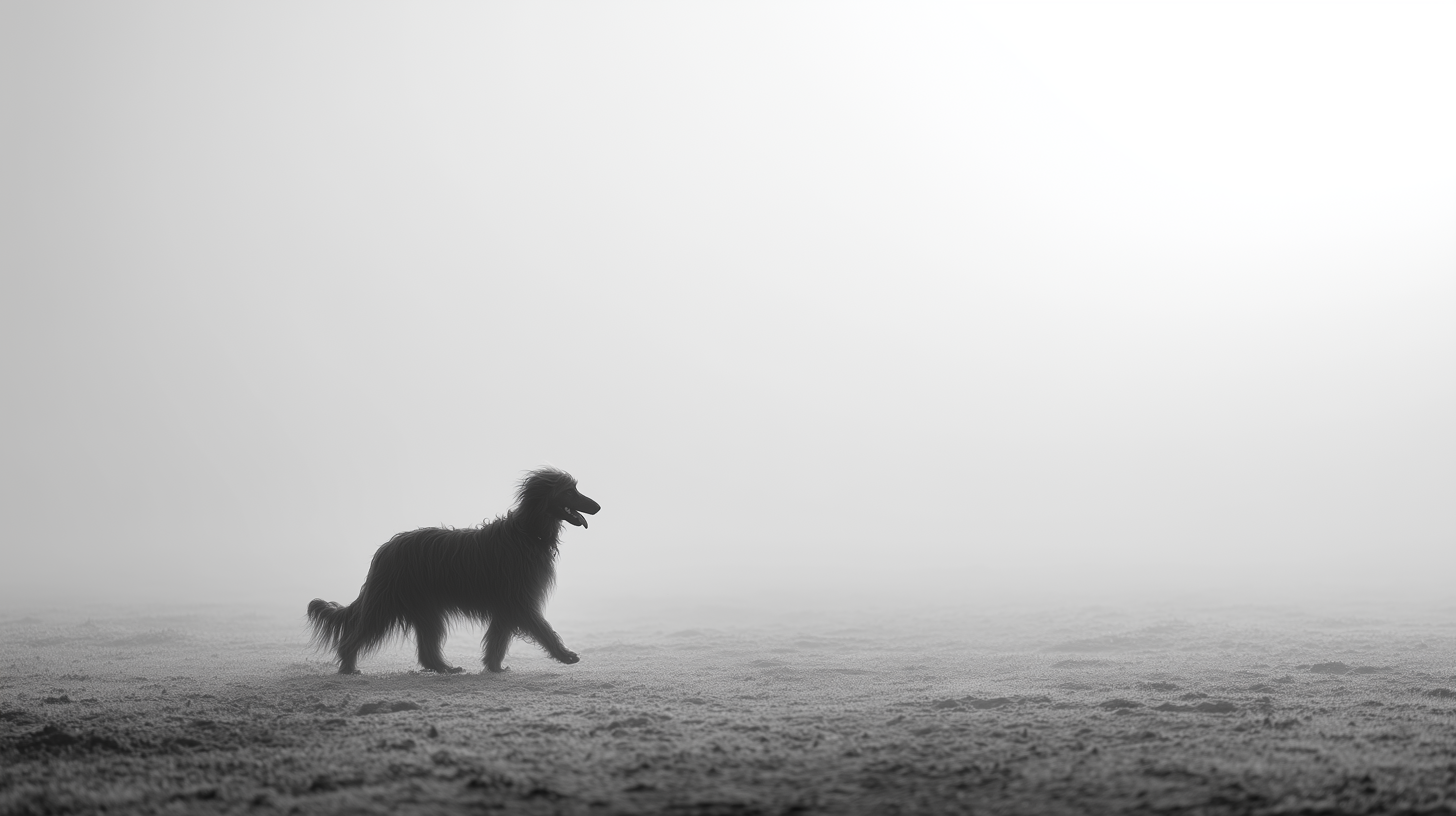 fond d'écran Lévrier afghan mac book téléchargement gratuit