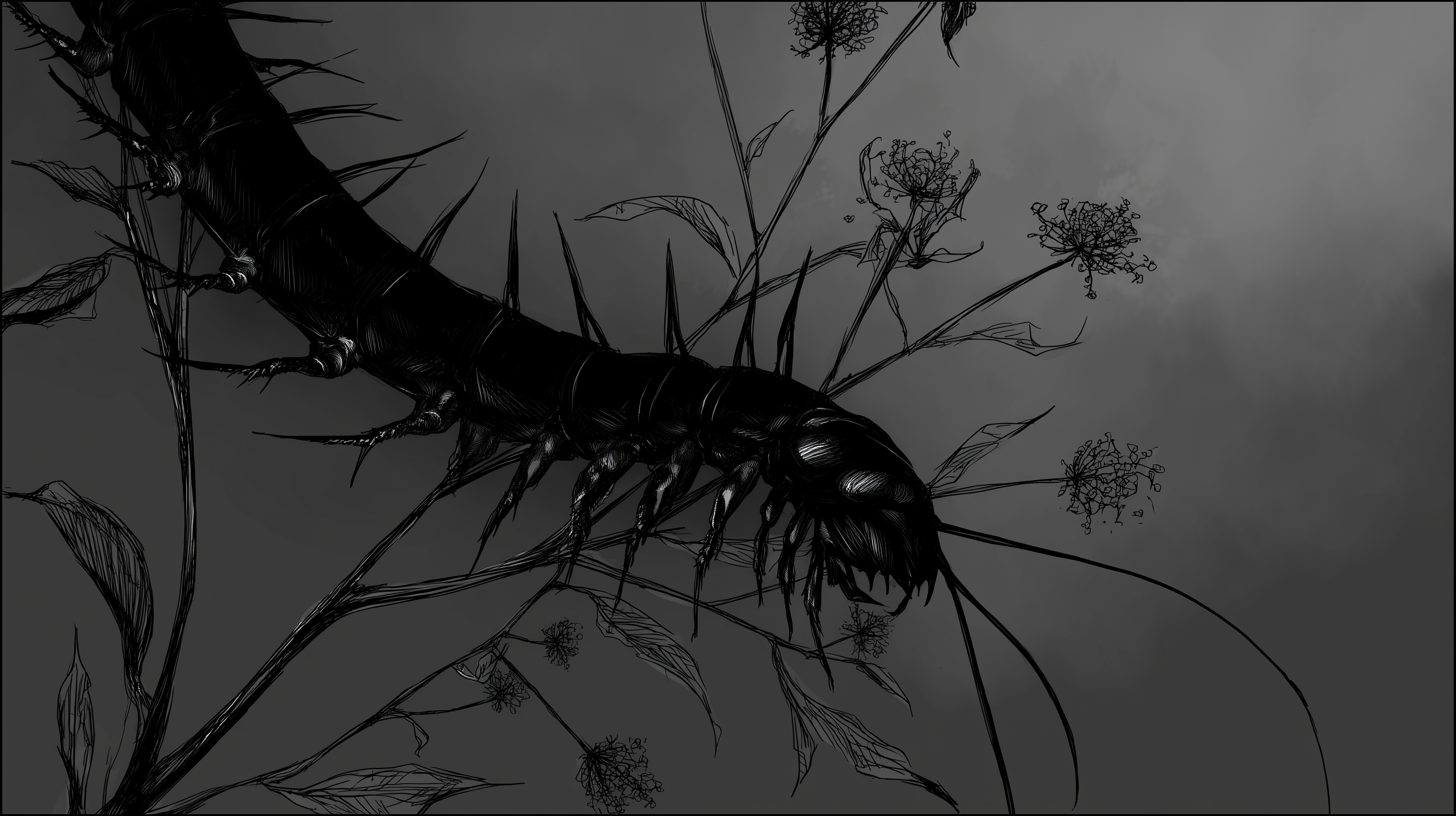 fond d'écran Chilopoda pc hd téléchargement gratuit