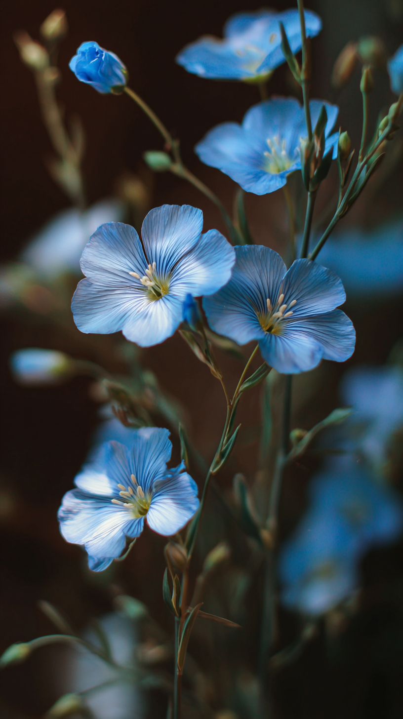 fond d'écran Linum lewisii téléphone gratuit