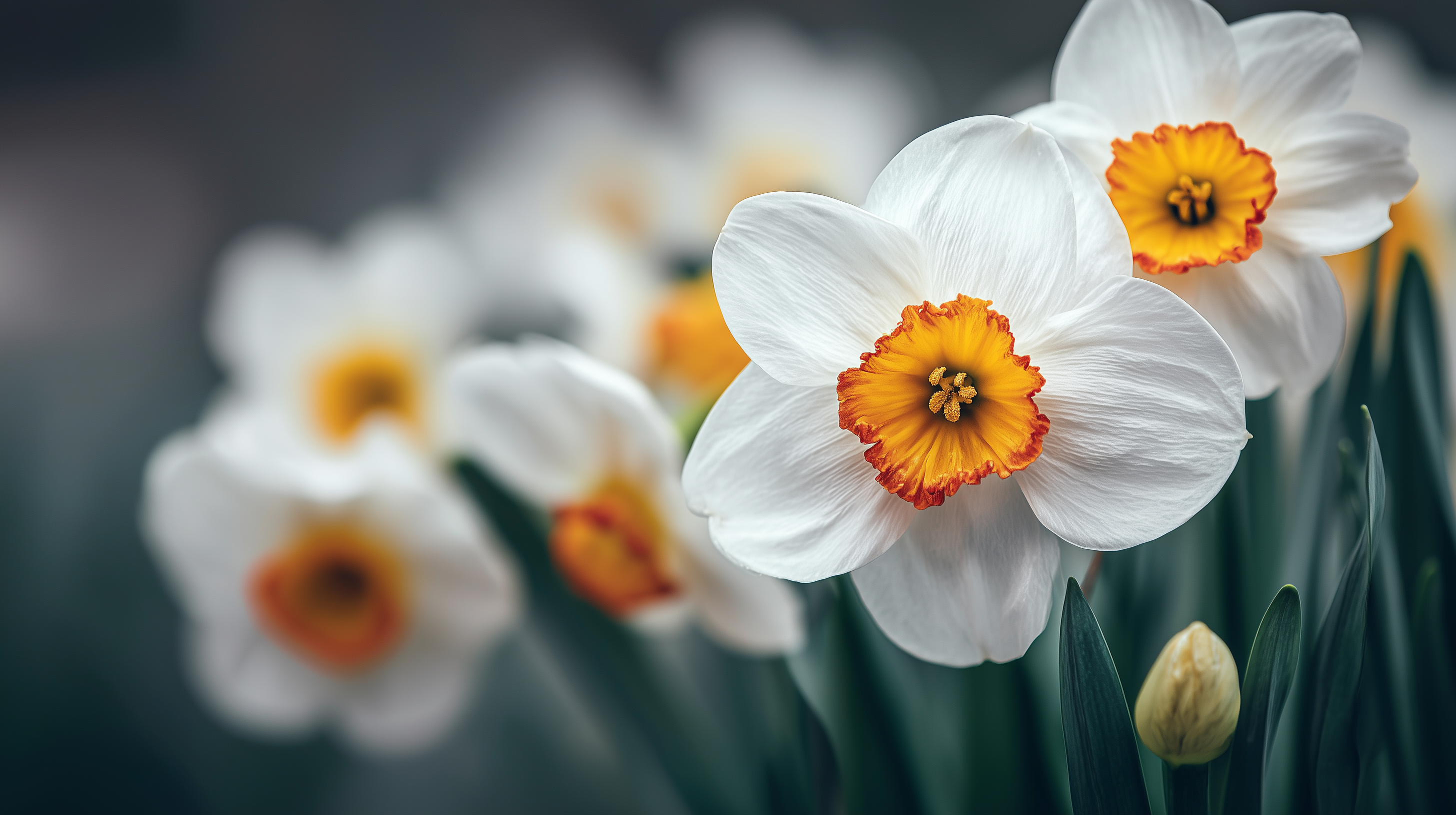 fond d'écran Narcissus tazetta 4k mac téléchargement gratuit