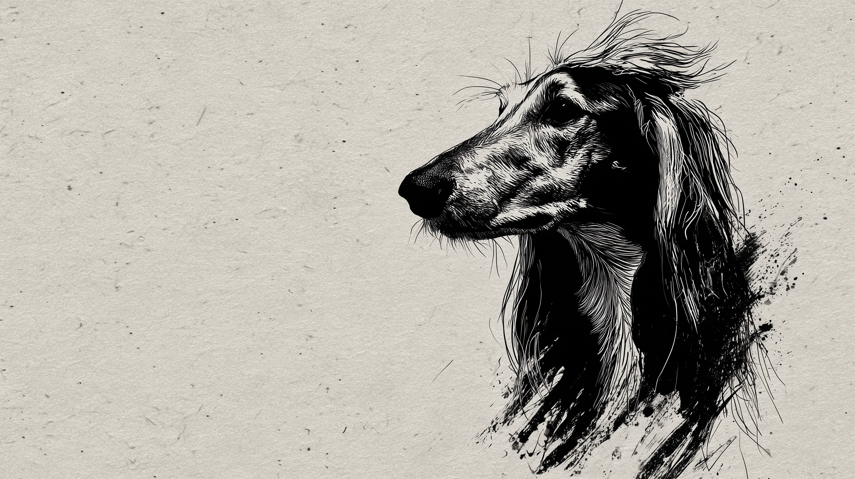 fond d'écran Lévrier afghan pour pc portable téléchargement gratuit