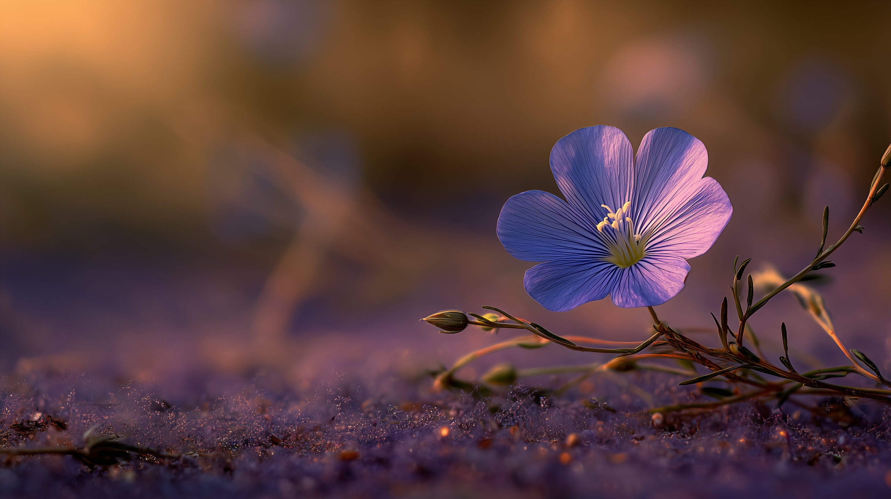 fond d'écran Linum lewisii 2560x1440 téléchargement gratuit