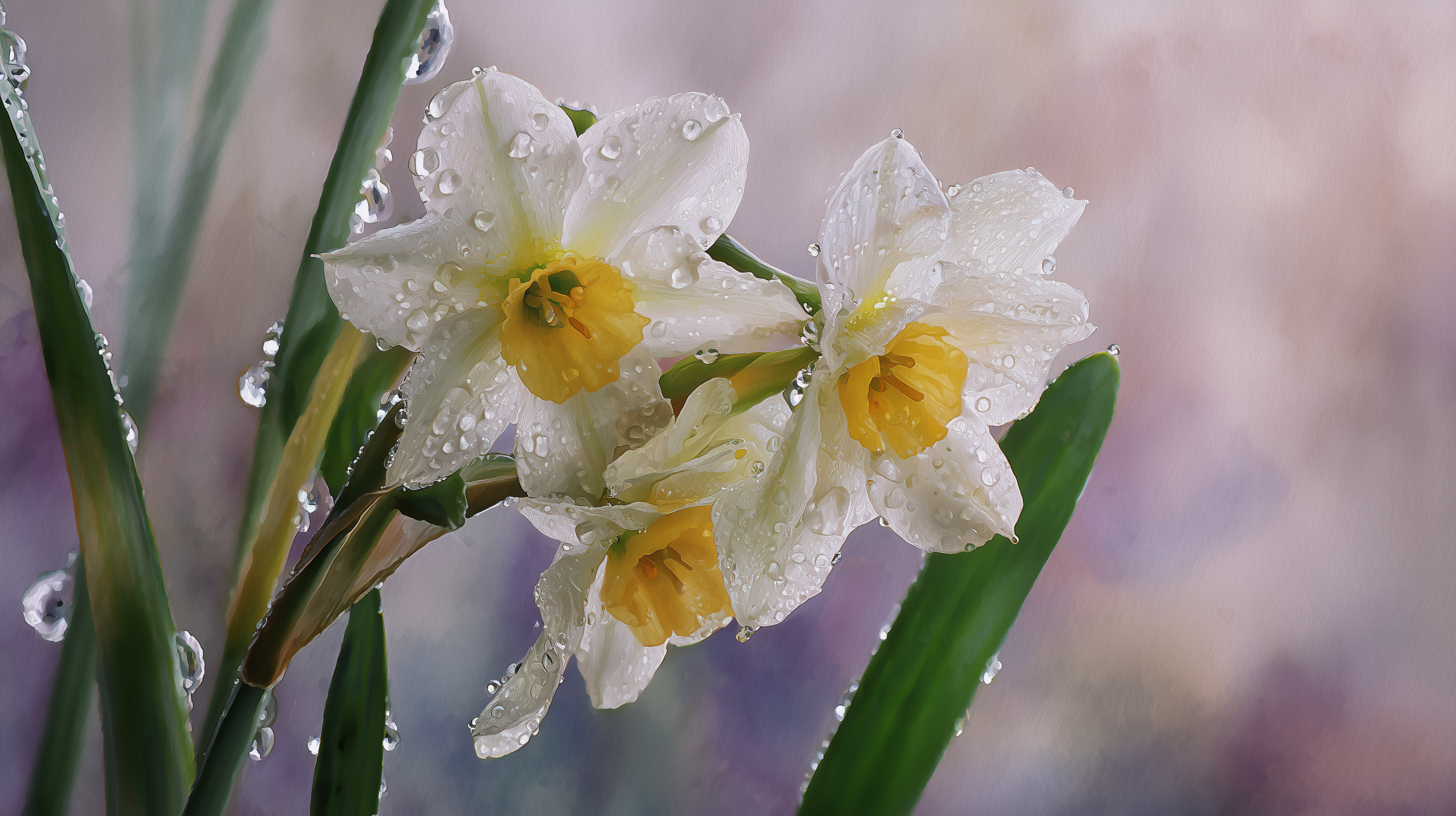 fond d'écran Narcissus tazetta hd 1920x1080 téléchargement gratuit