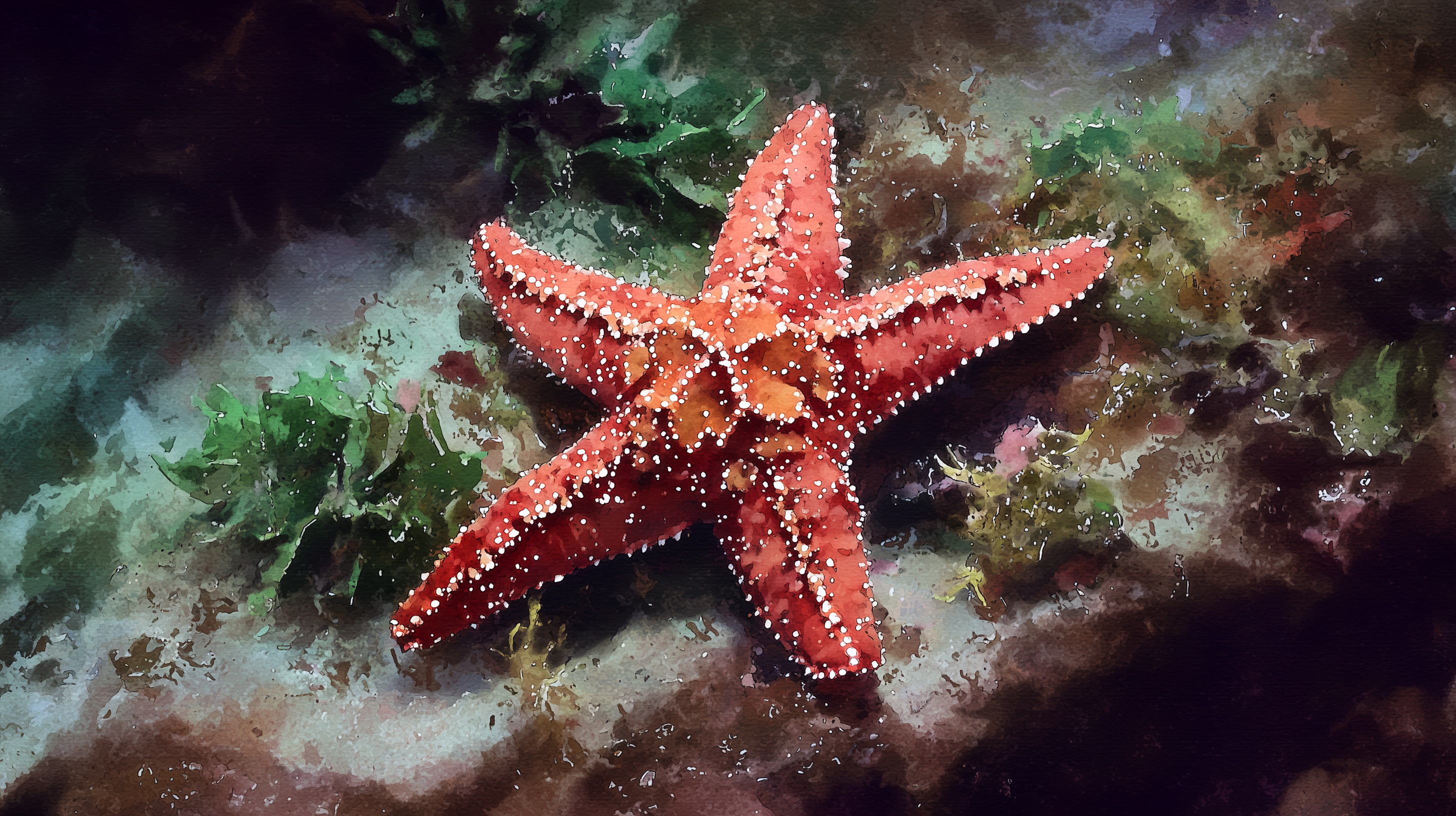 fond d'écran Étoile de mer haute résolution téléchargement gratuit