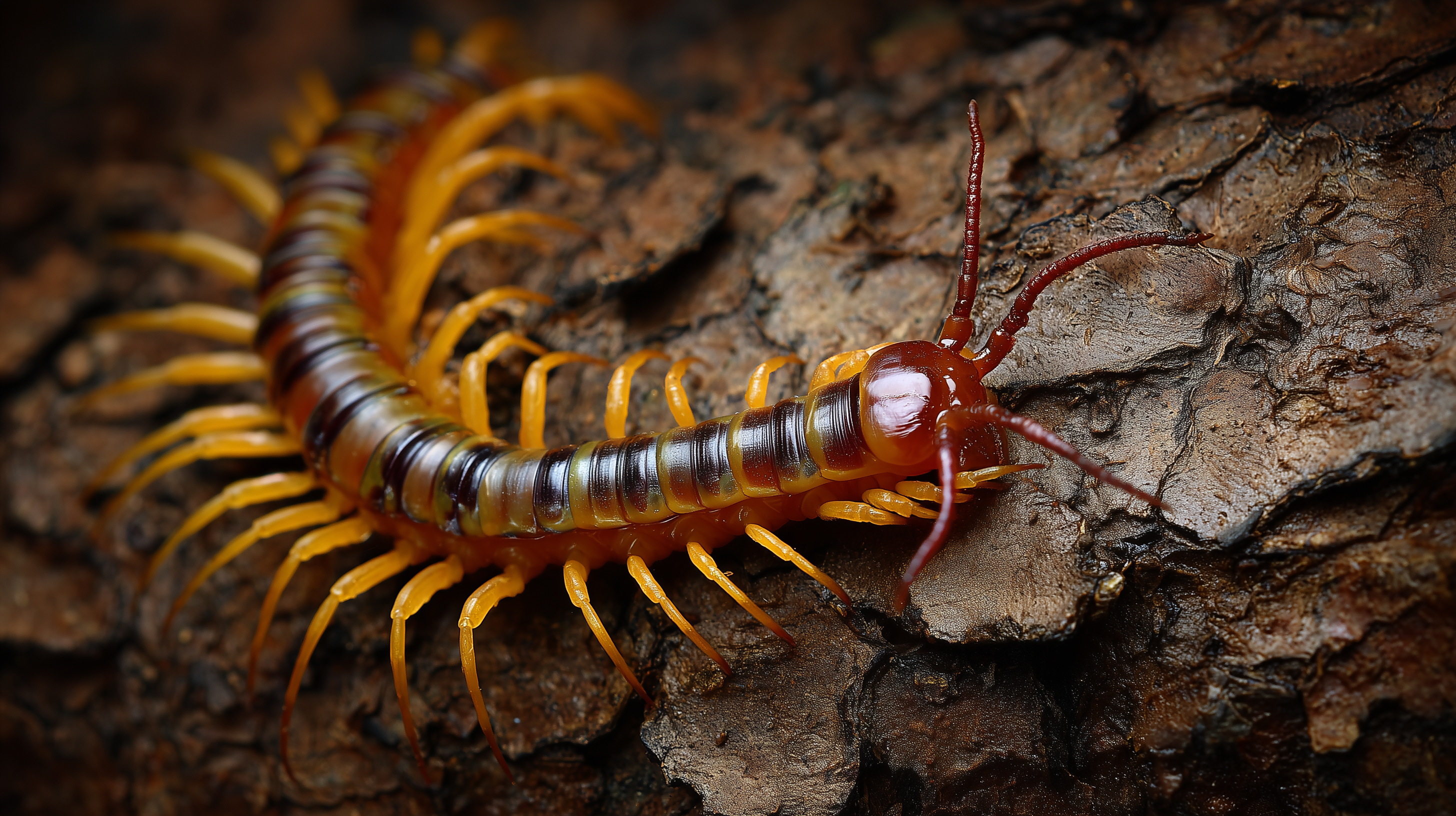 fond d'écran Chilopoda Apple téléchargement gratuit