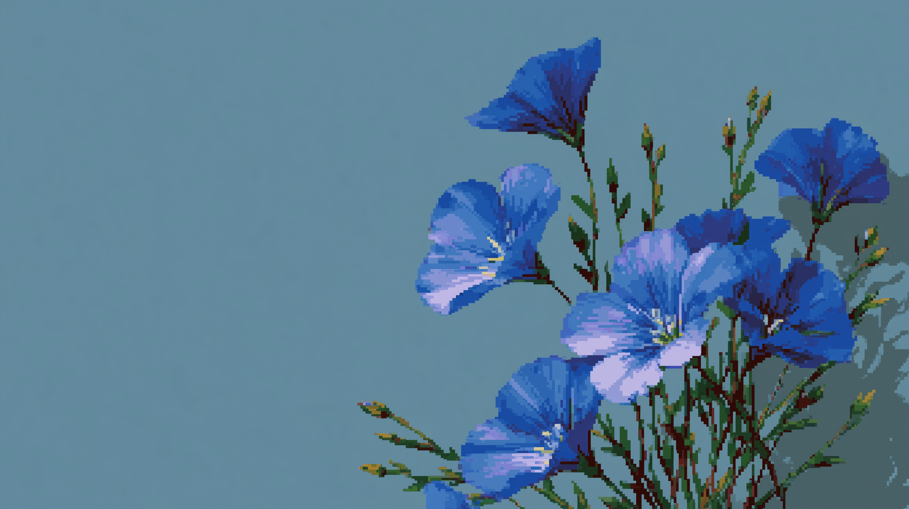 fond d'écran Linum lewisii 16:9 hd téléchargement gratuit